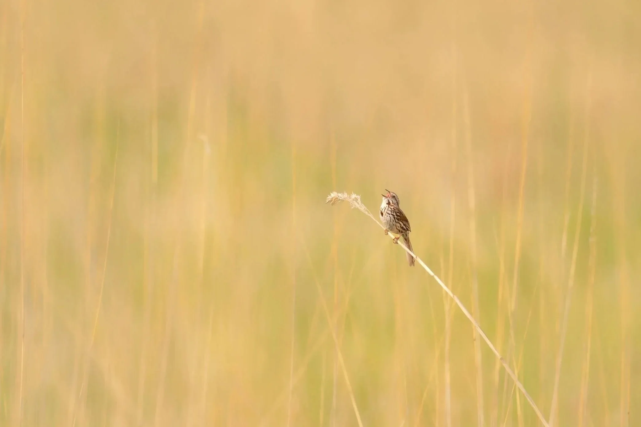 Song Sparrow (again)