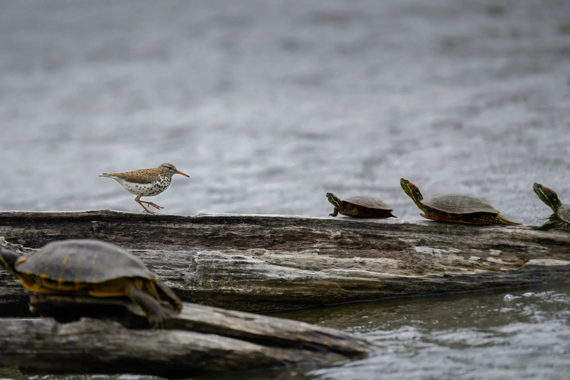 Spotted Sandpiper and Painted Turtles