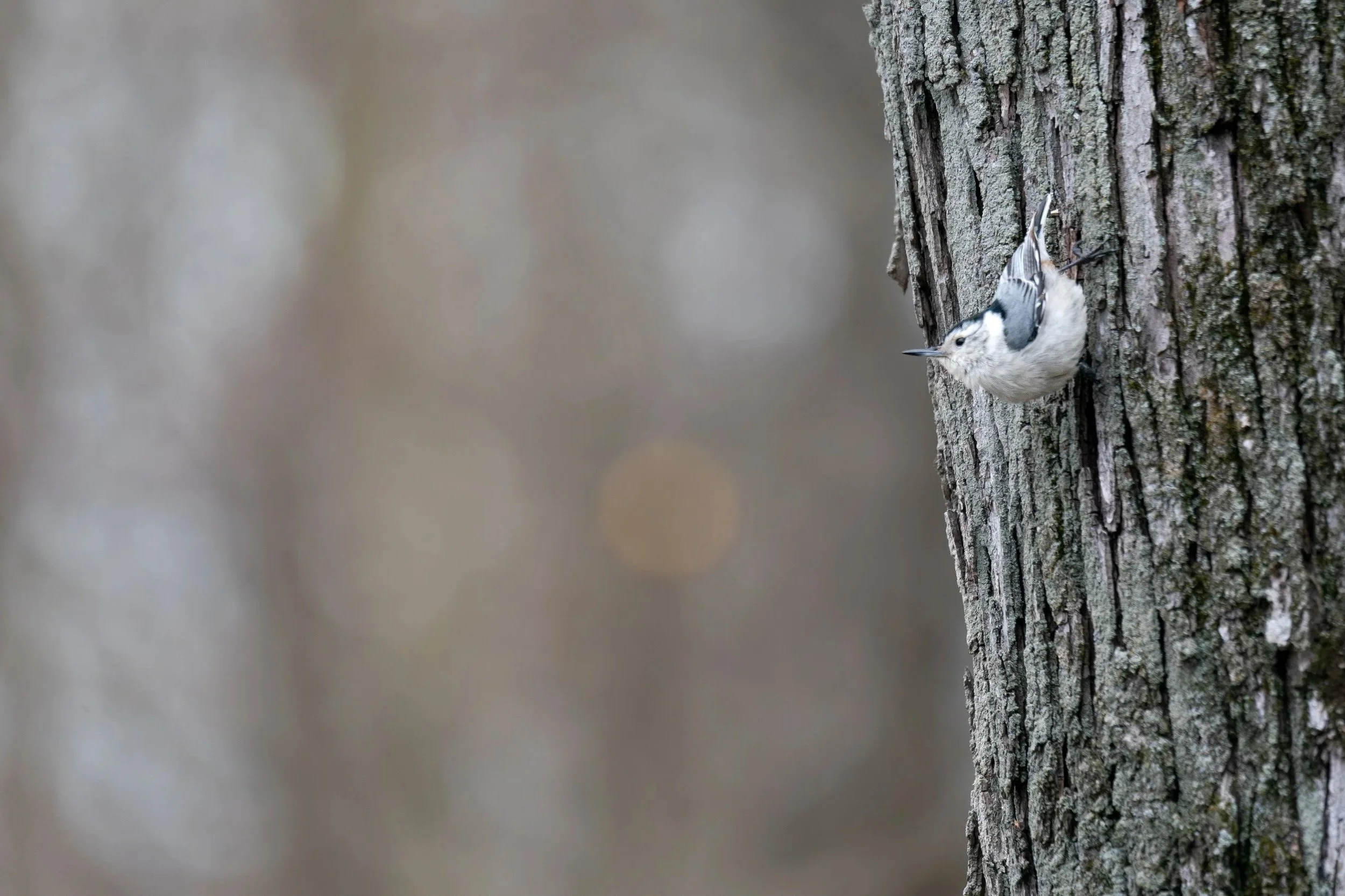 White-breasted Nuthatch