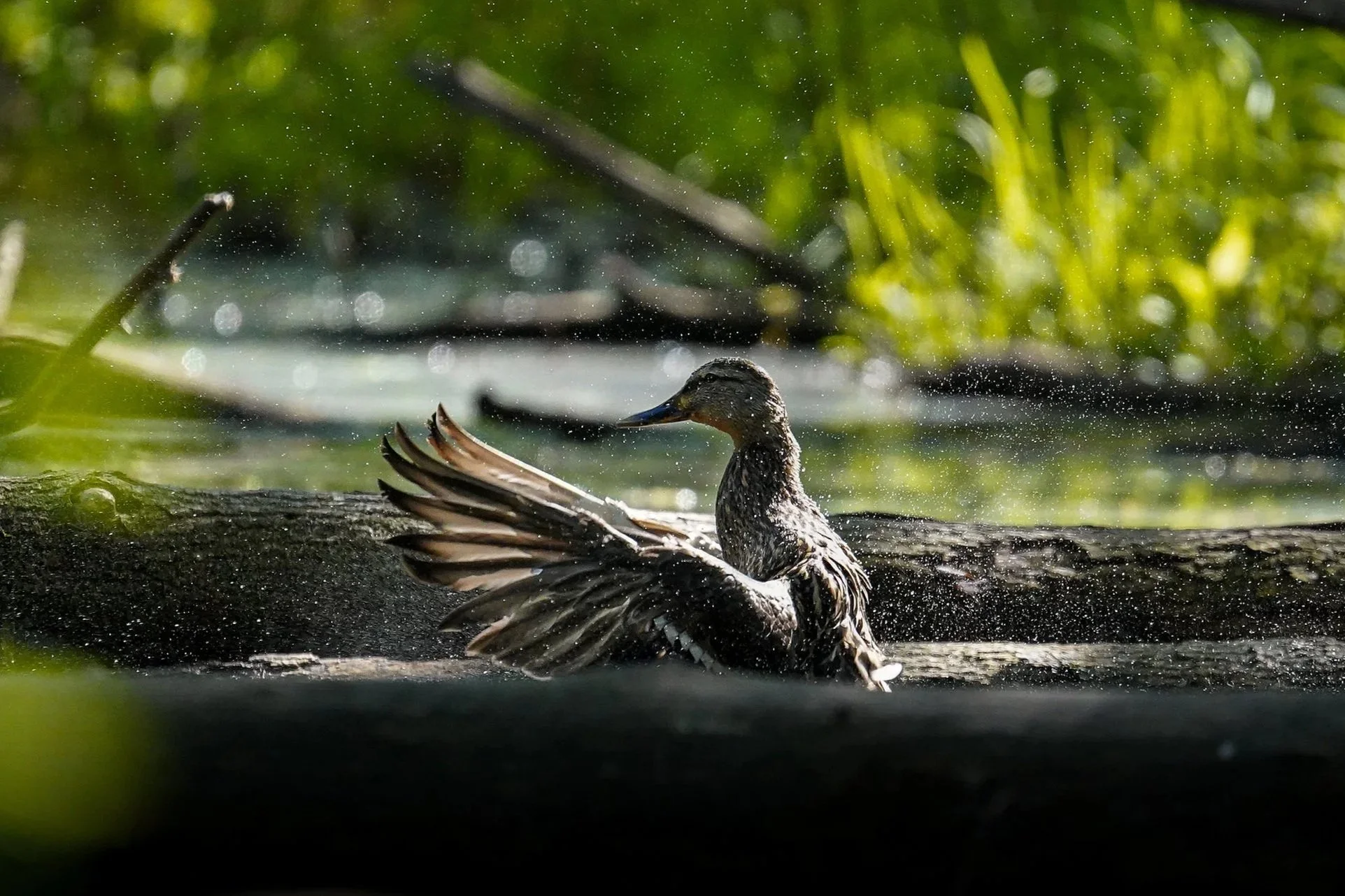 Mallard