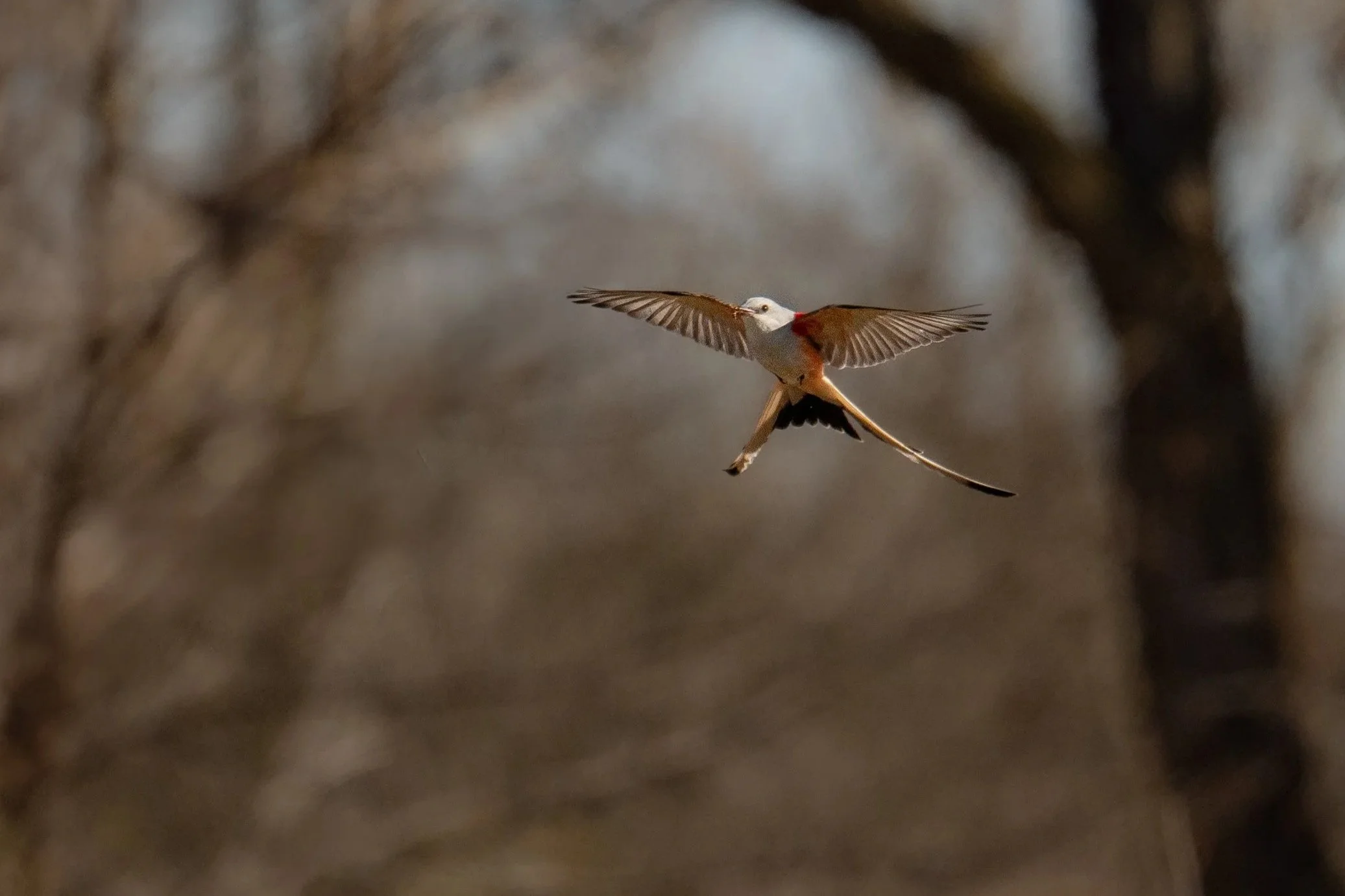 Scissor-tailed Flycatcher