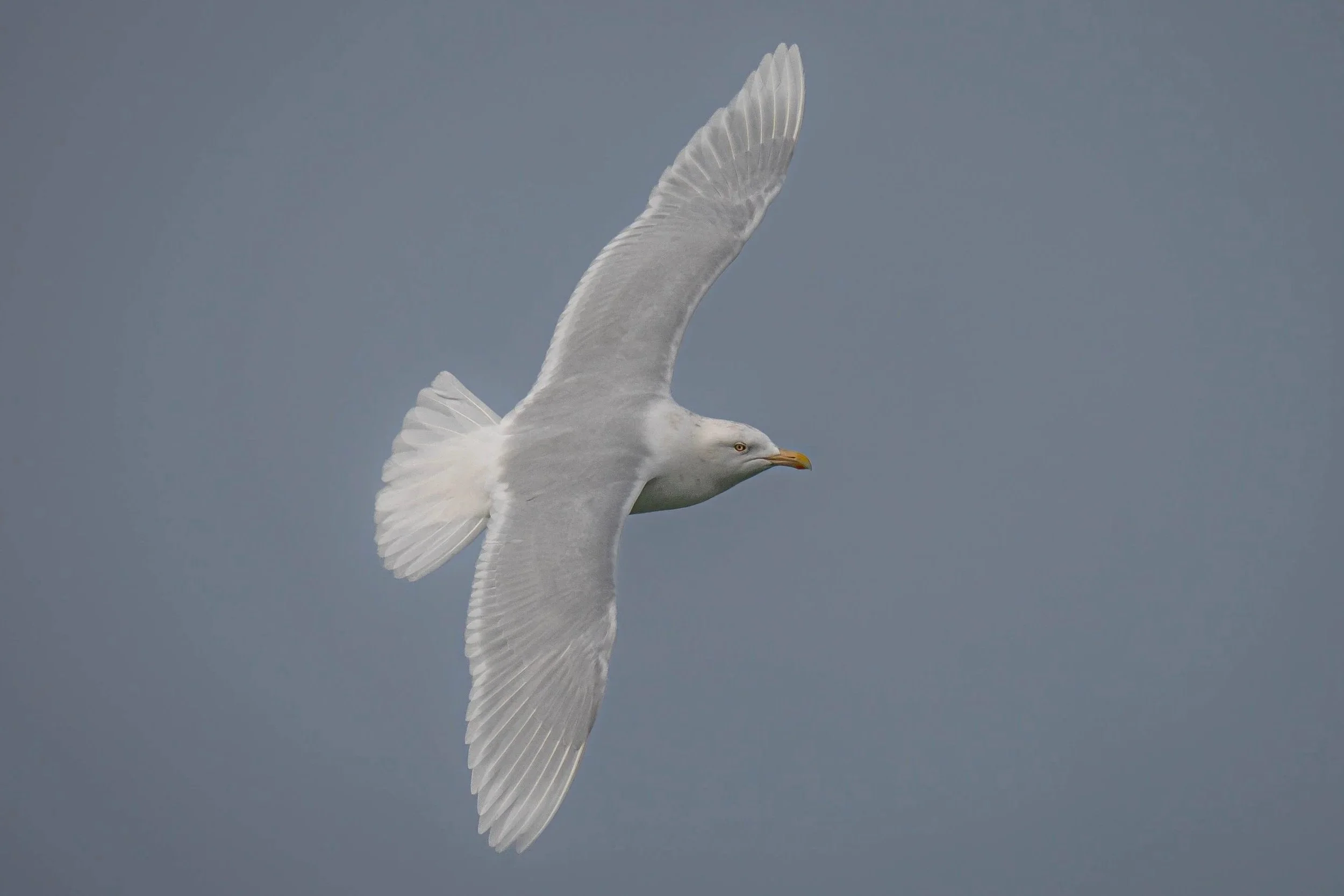Glaucous Gull