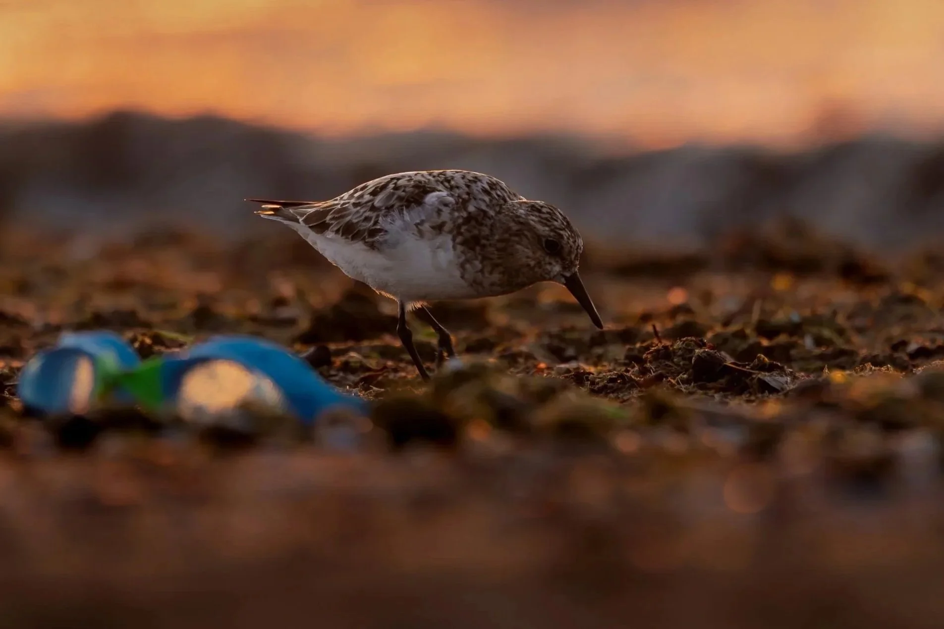 Semipalmated Sandpiper