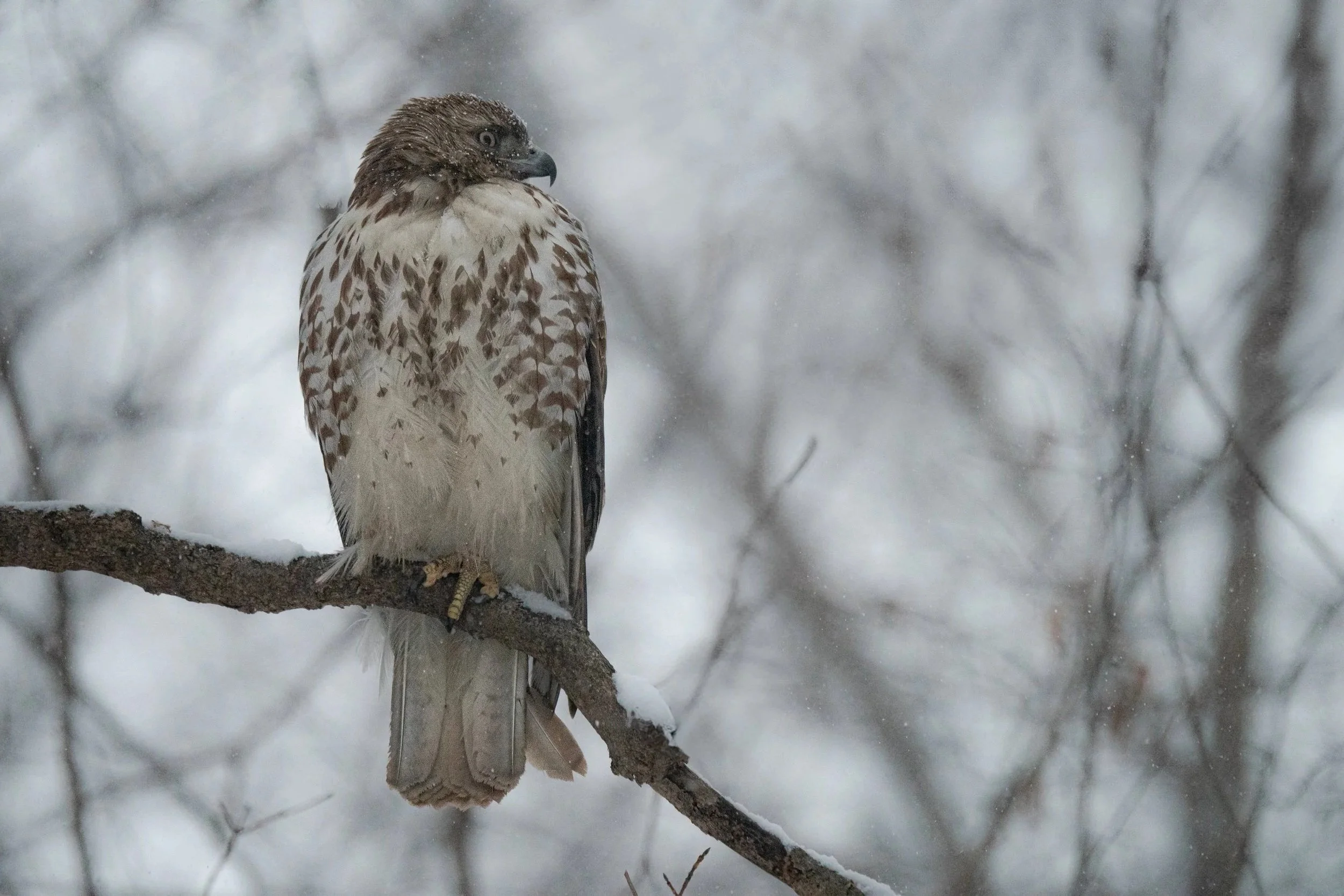 Red-tailed Hawk