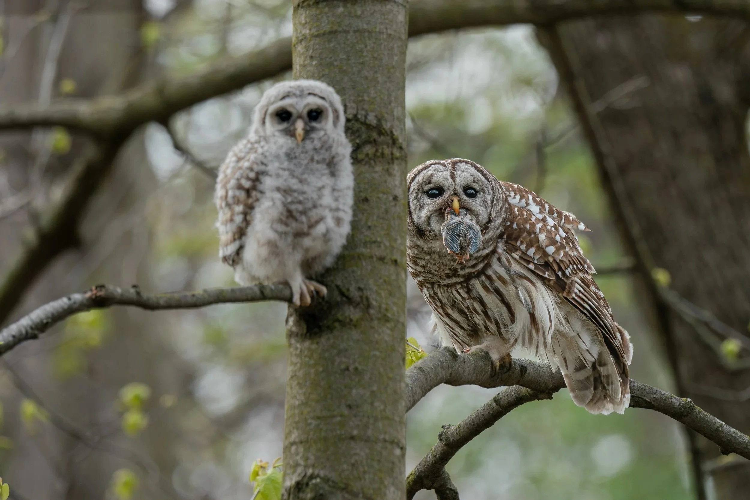 Barred Owls