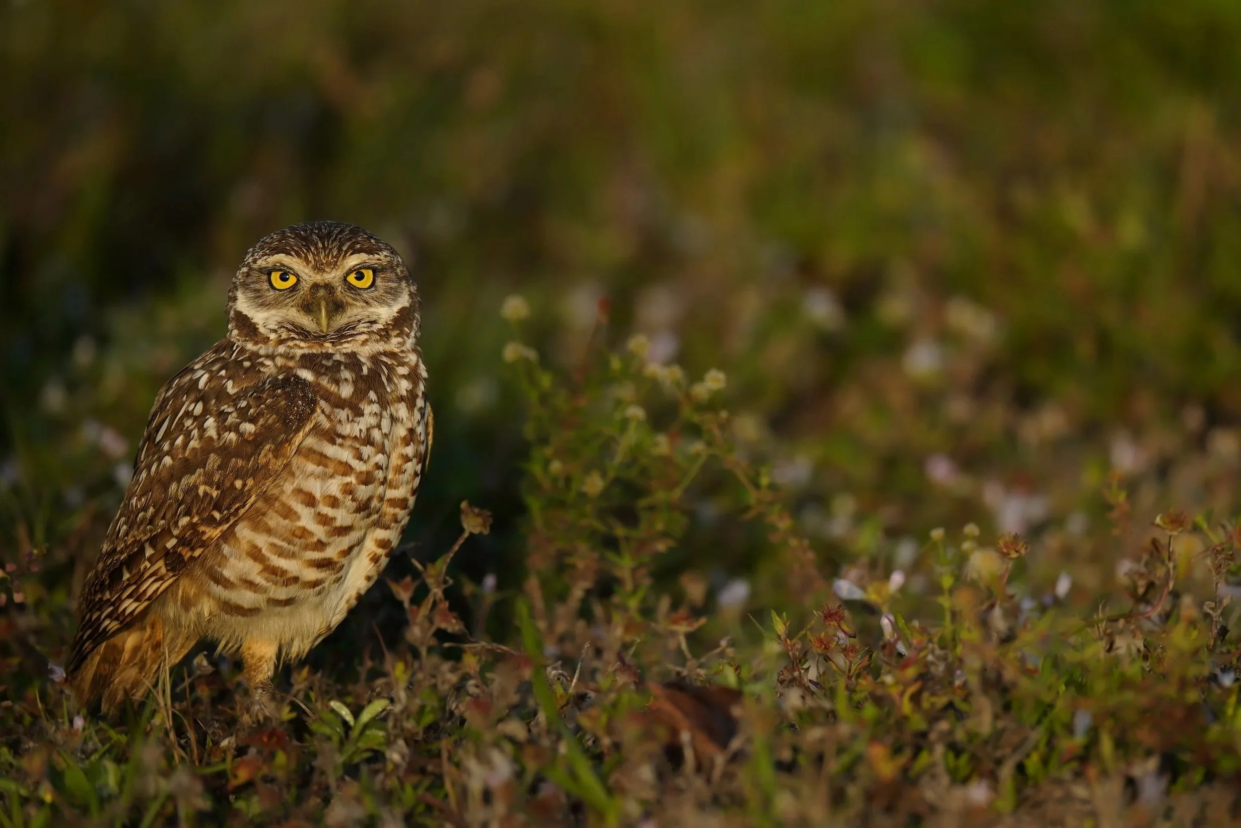 Burrowing Owl