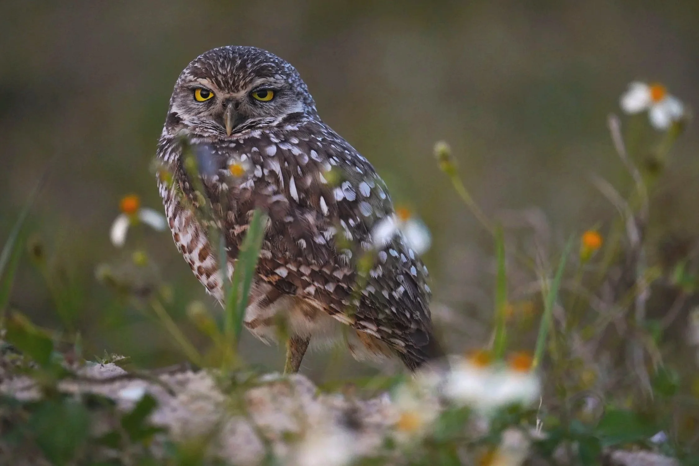 Burrowing Owl