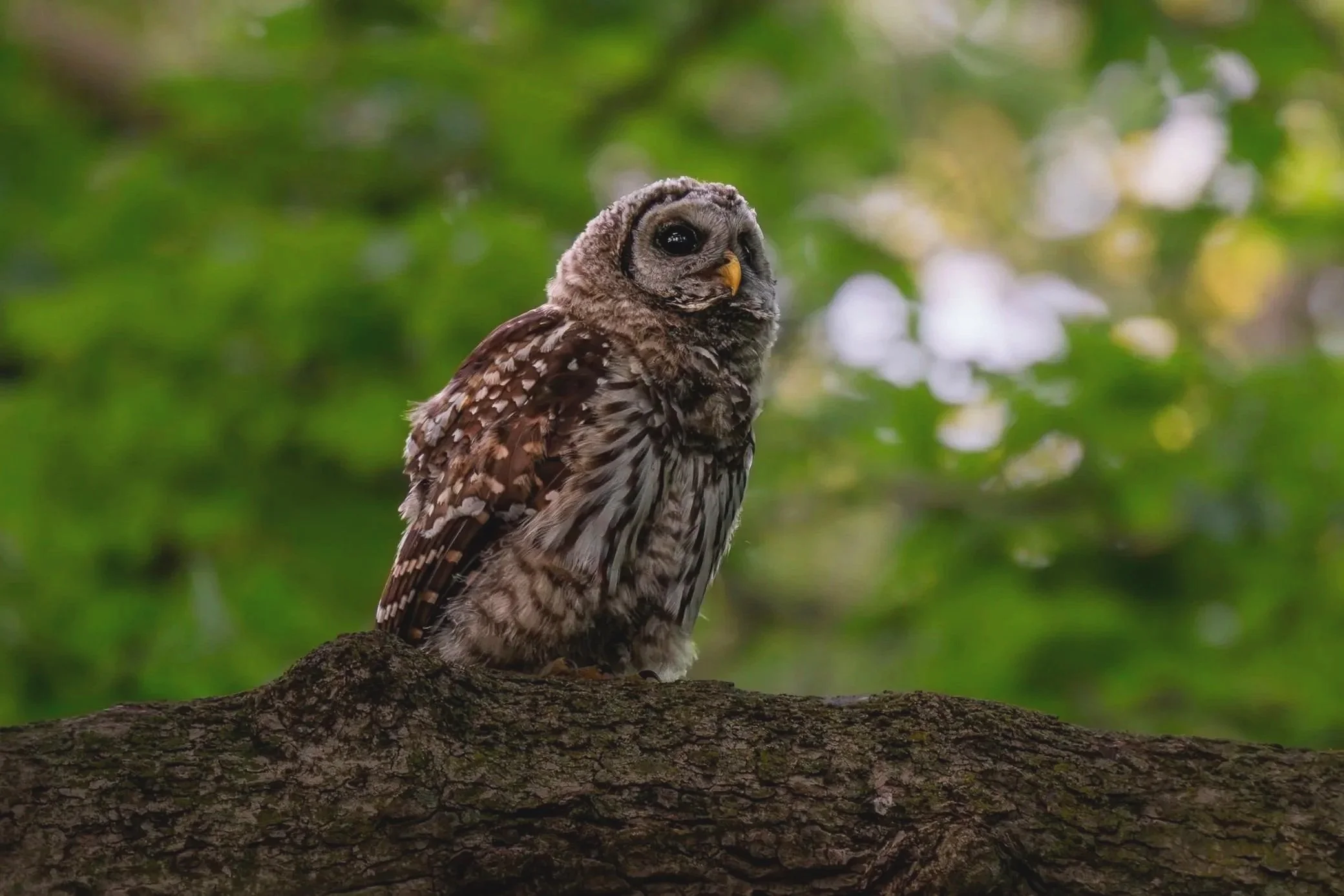 Barred Owl