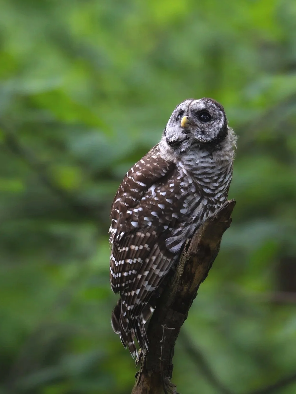 Barred Owl