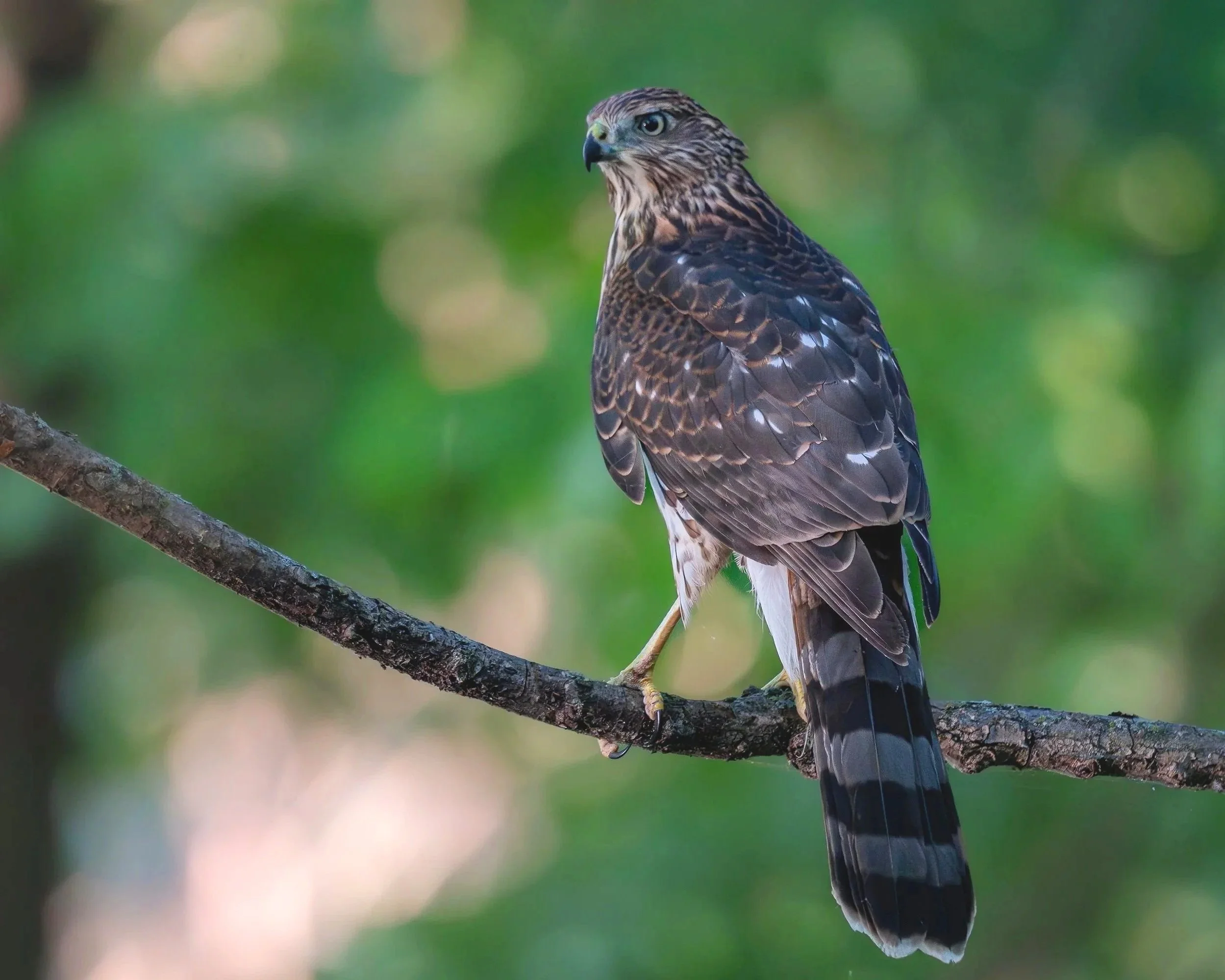 Cooper's Hawk