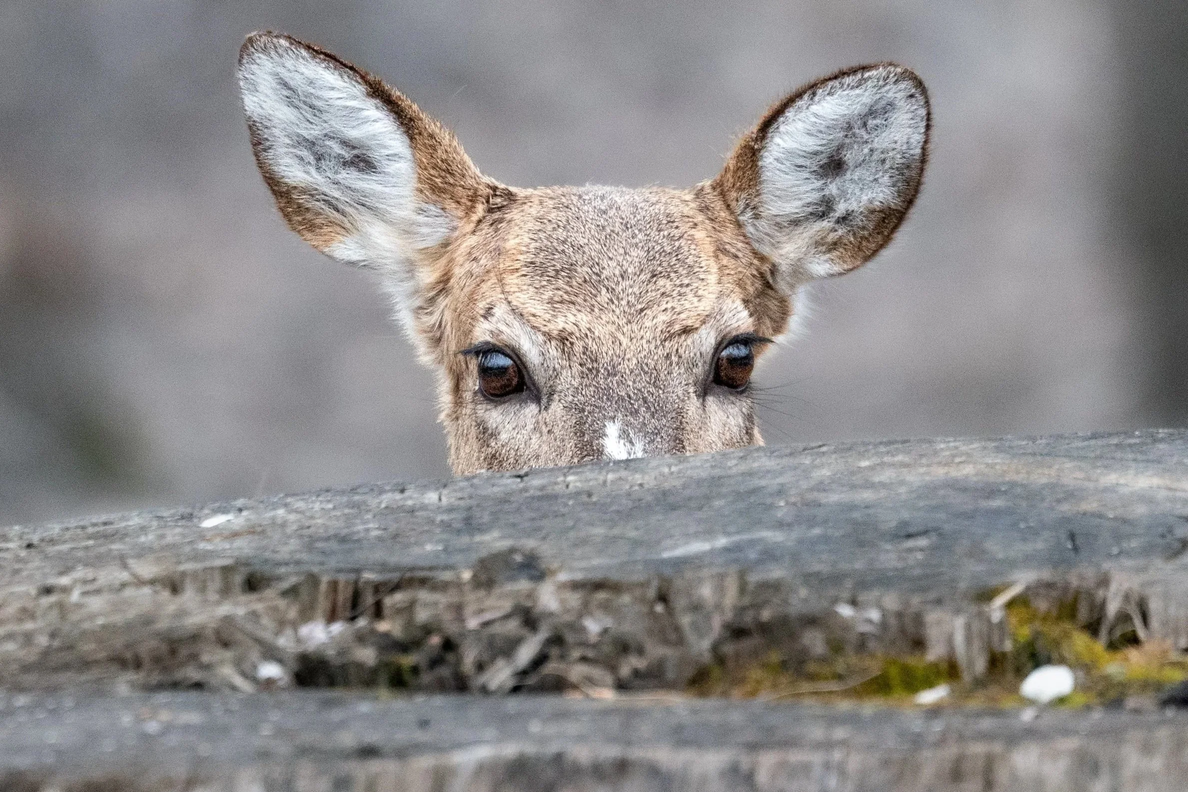 White-tailed Deer