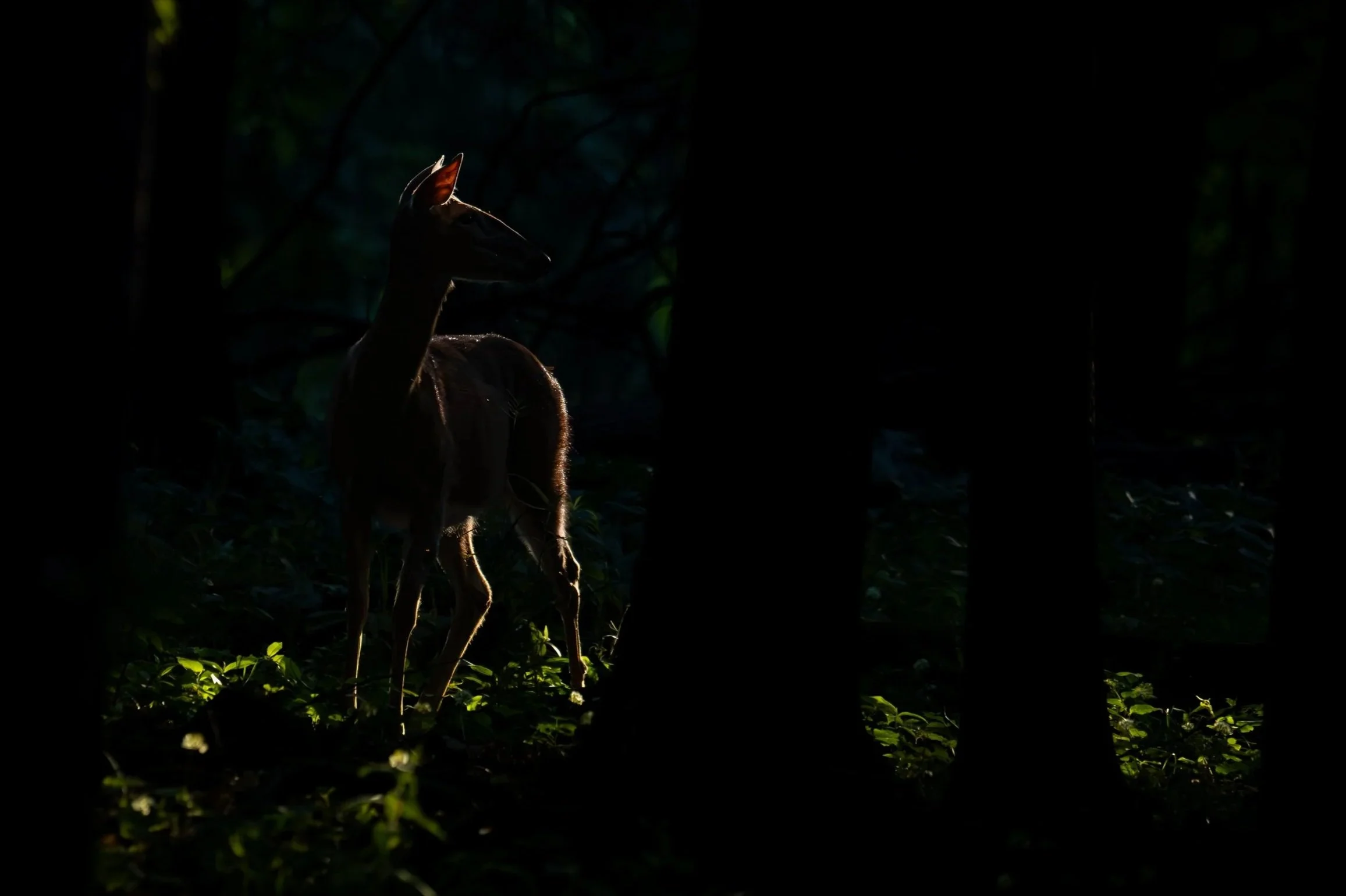 White-tailed Deer