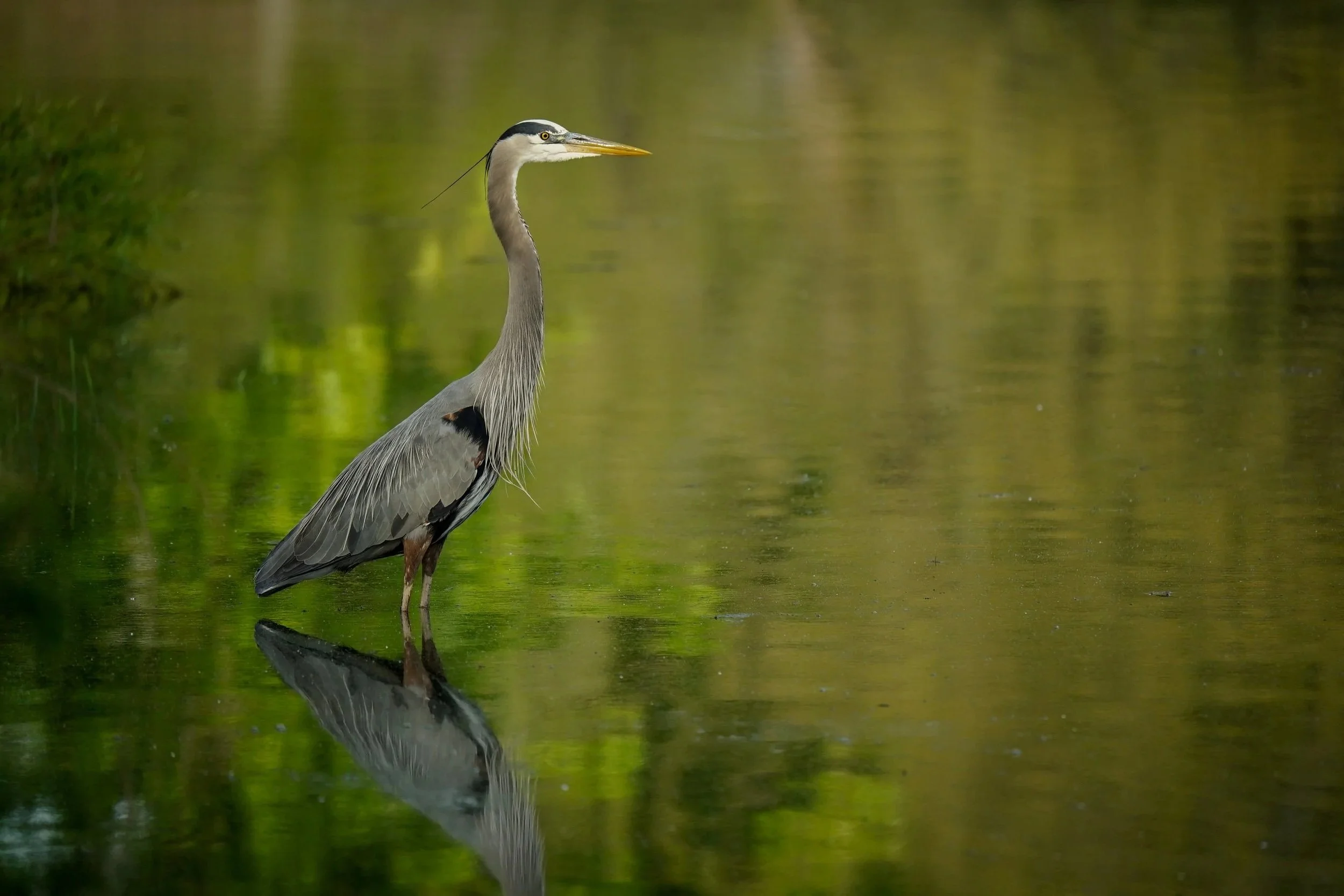 Great Blue Heron