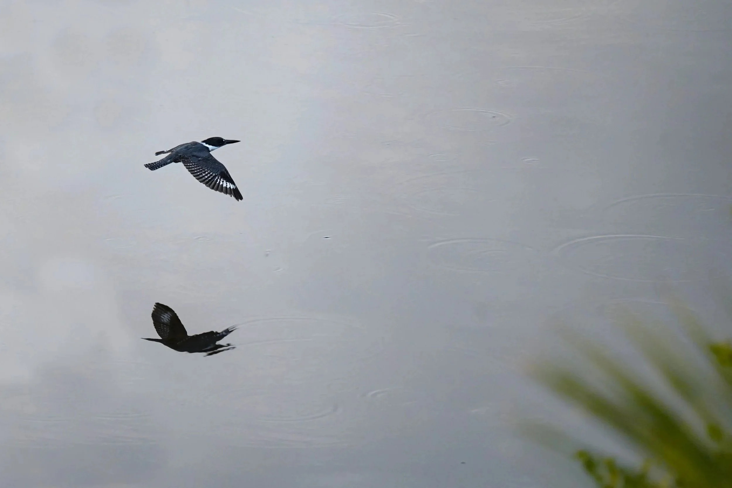 Belted Kingfisher