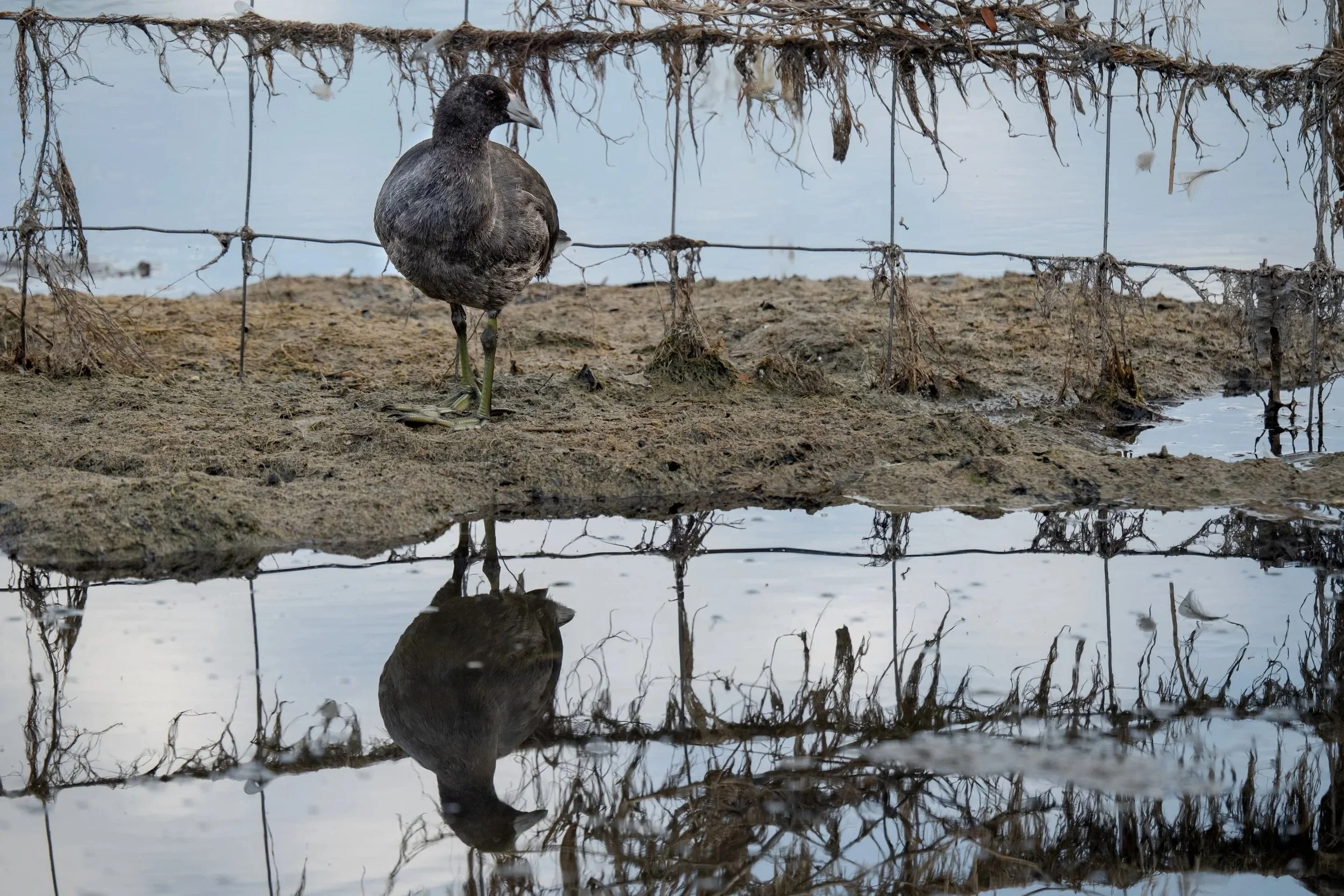 American Coot
