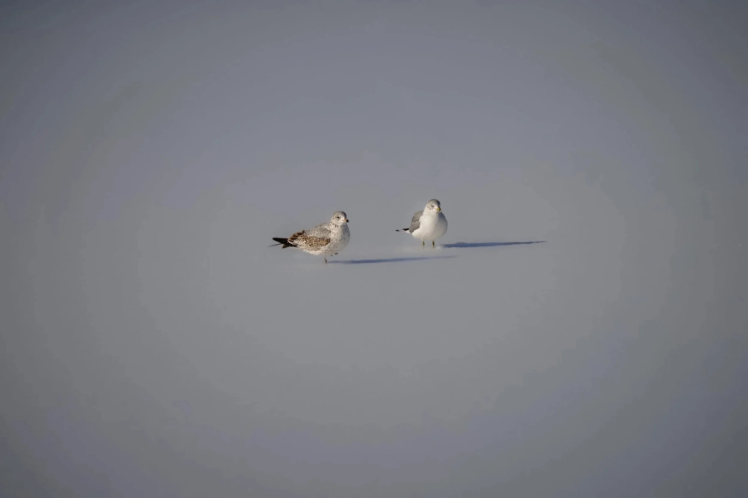 Ring-billed Gull