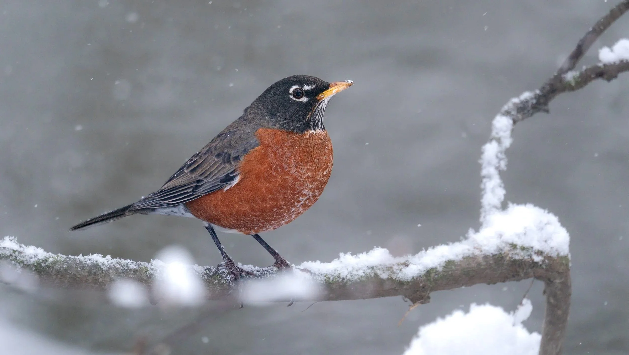 American Robin