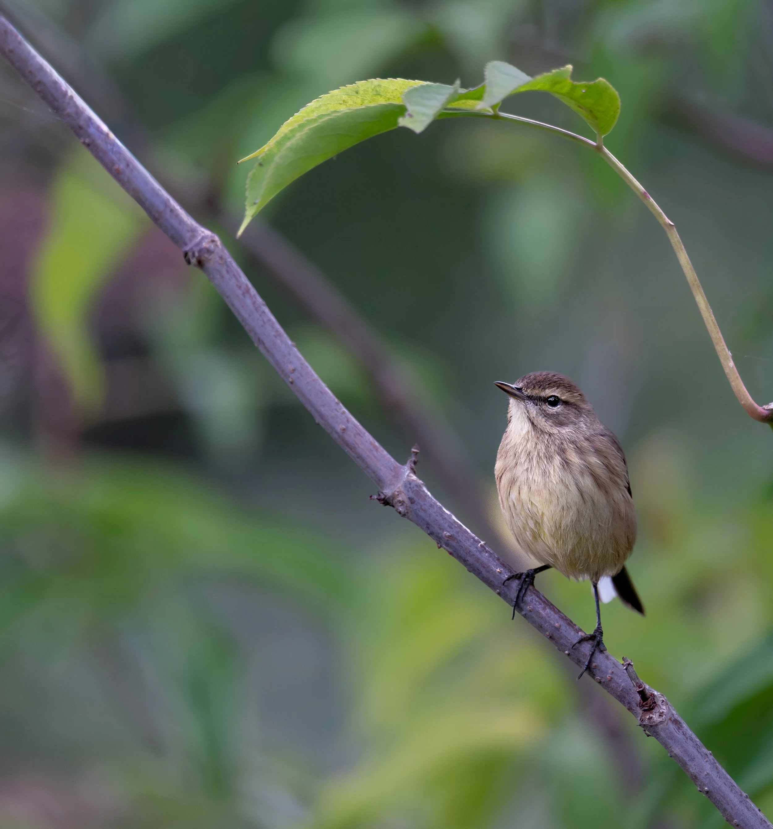 Palm Warbler
