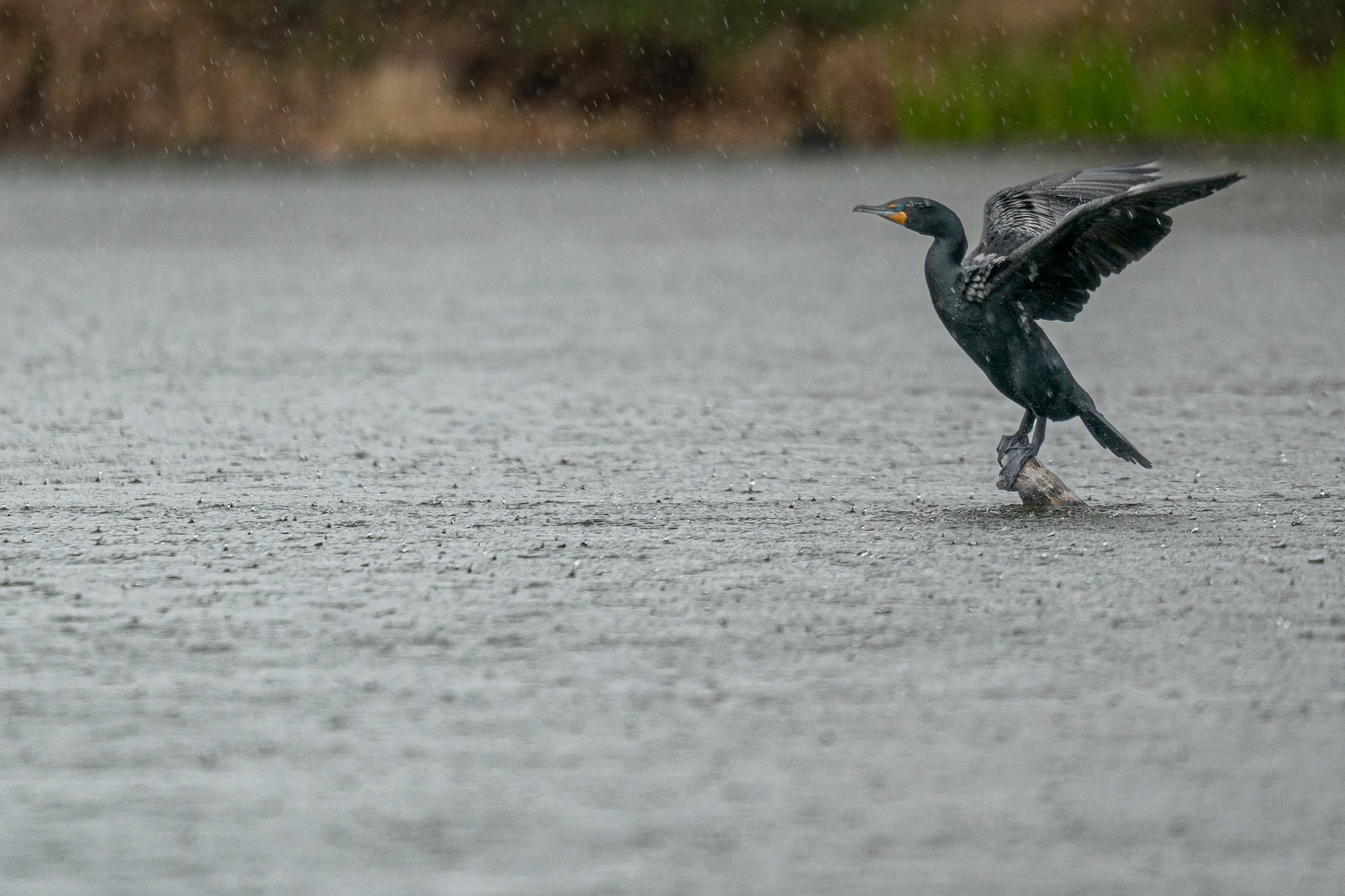 Double-crested Cormorant