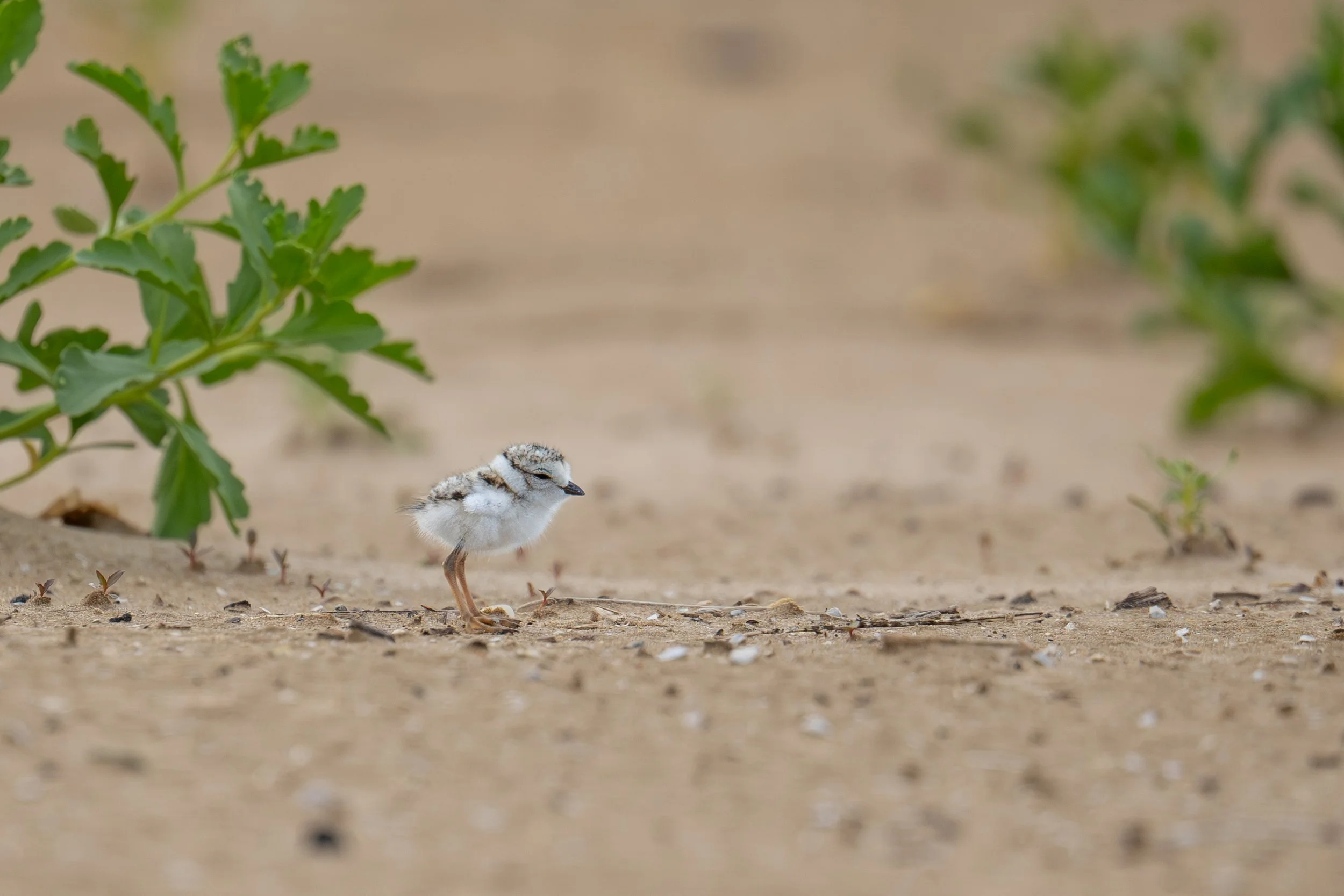 Piping Plover