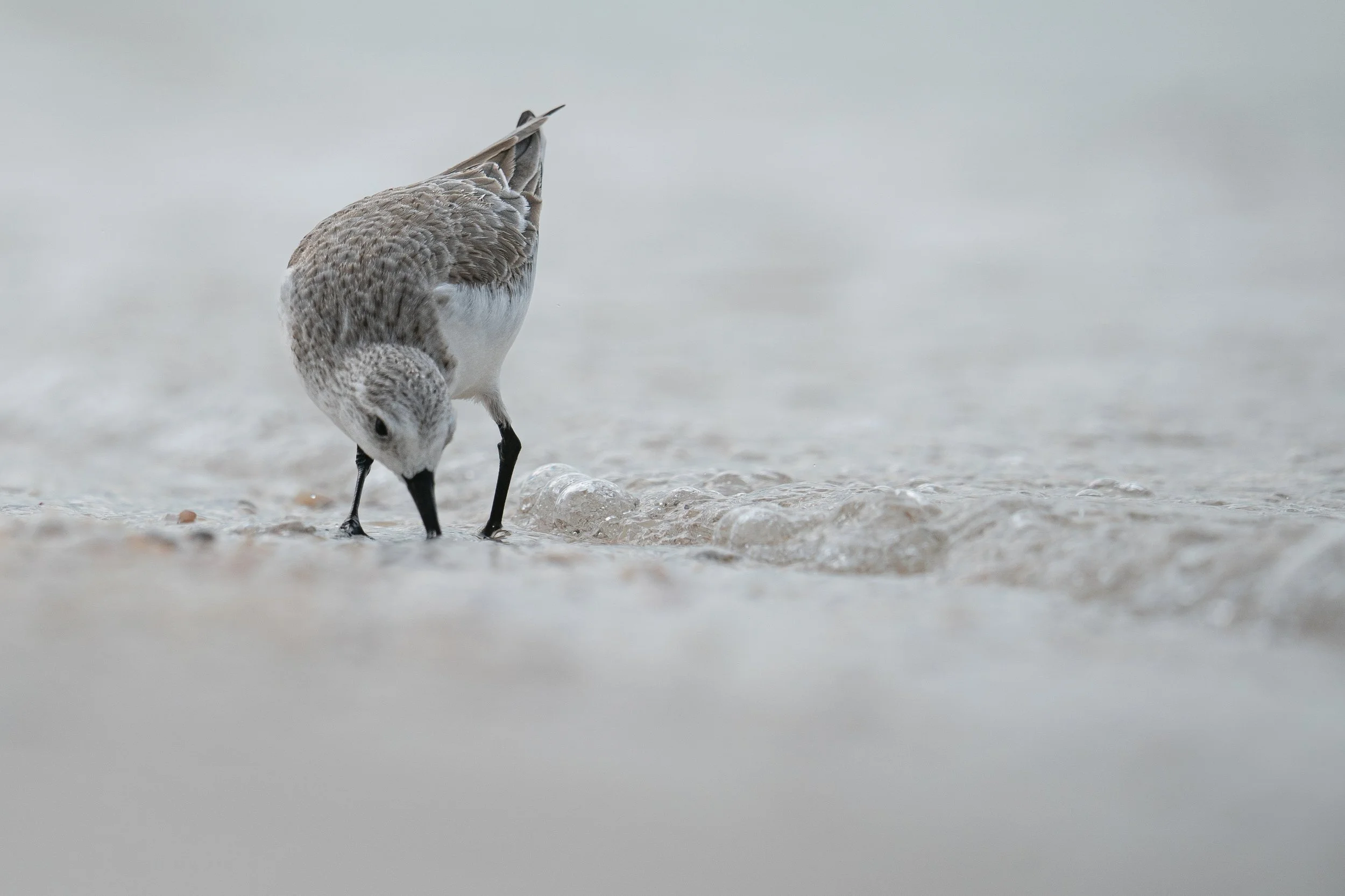 Sanderling