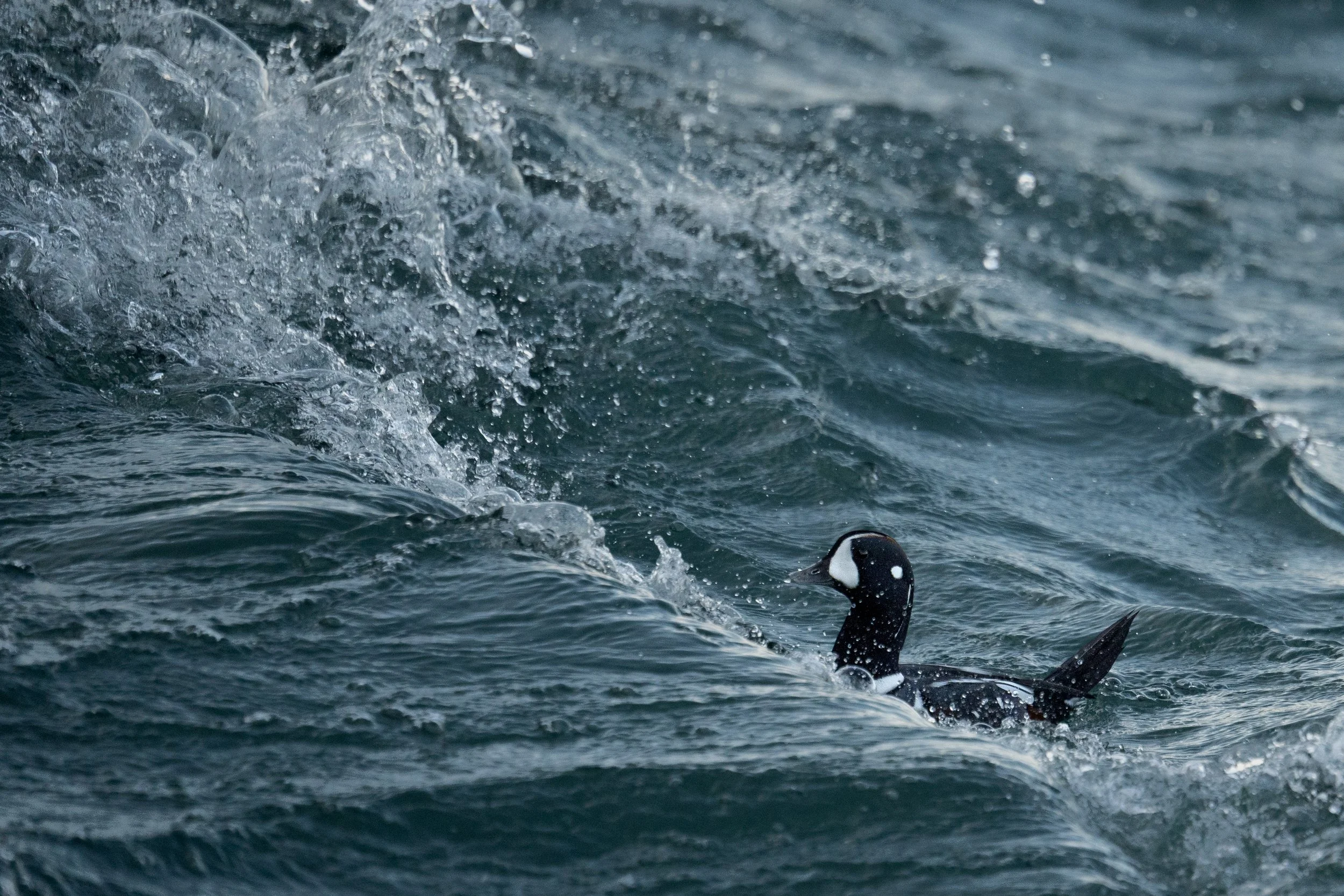 Harlequin Duck