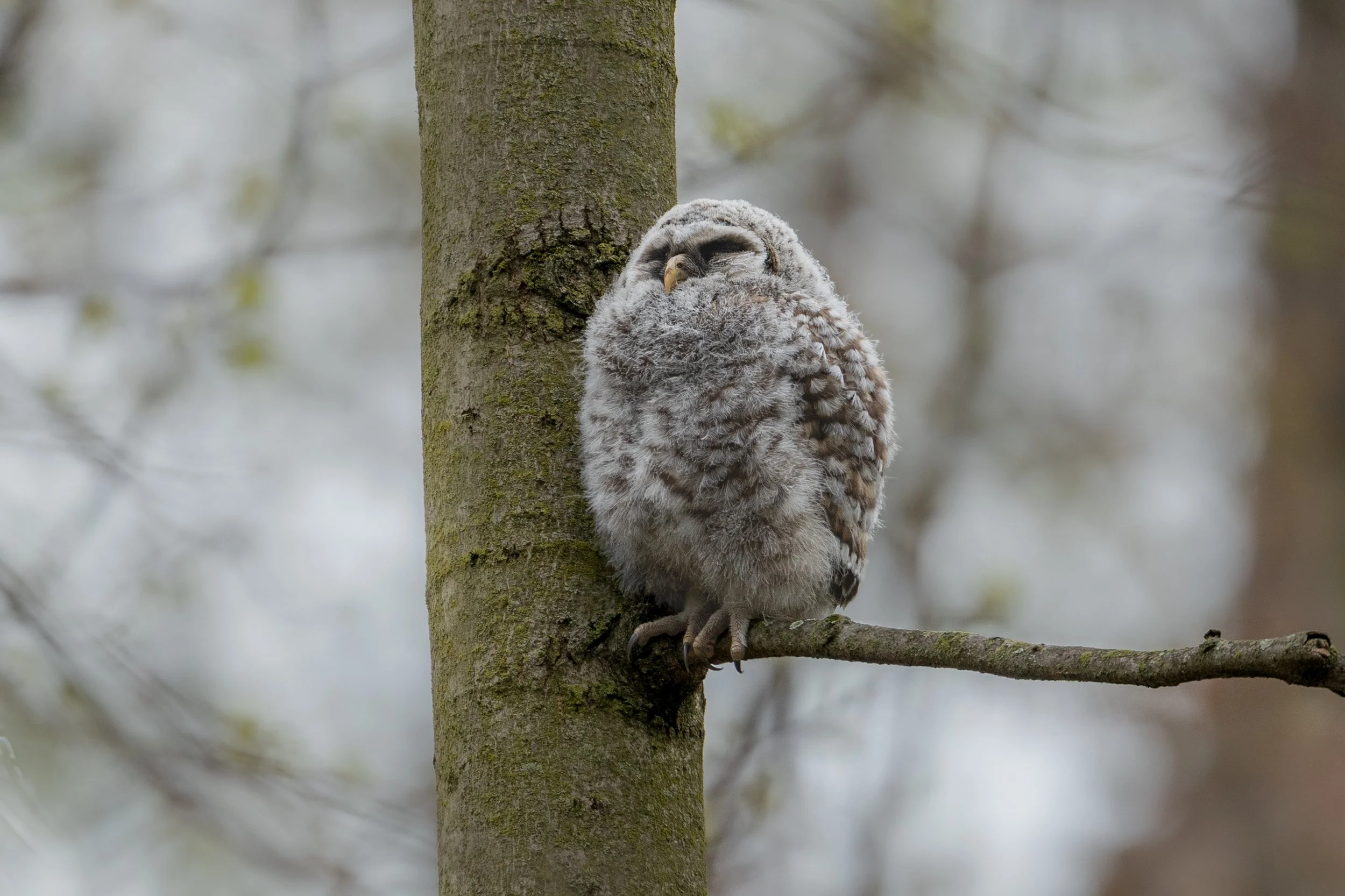 Barred Owl(et)