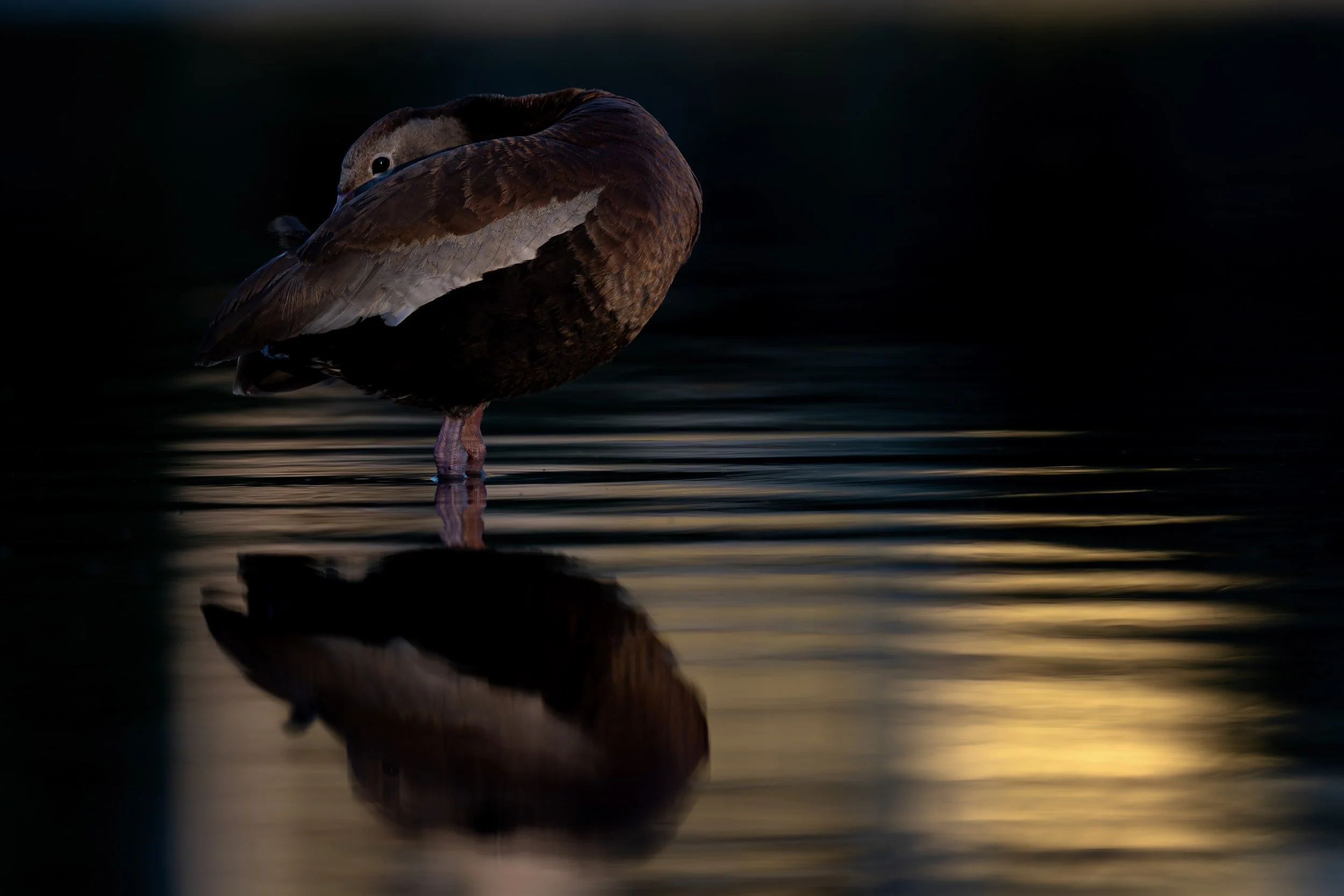 Black-bellied Whistling Duck