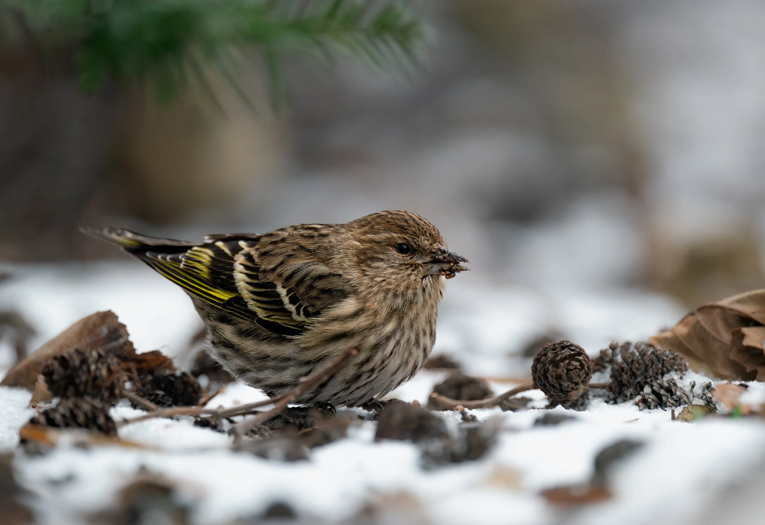 Pine Siskin