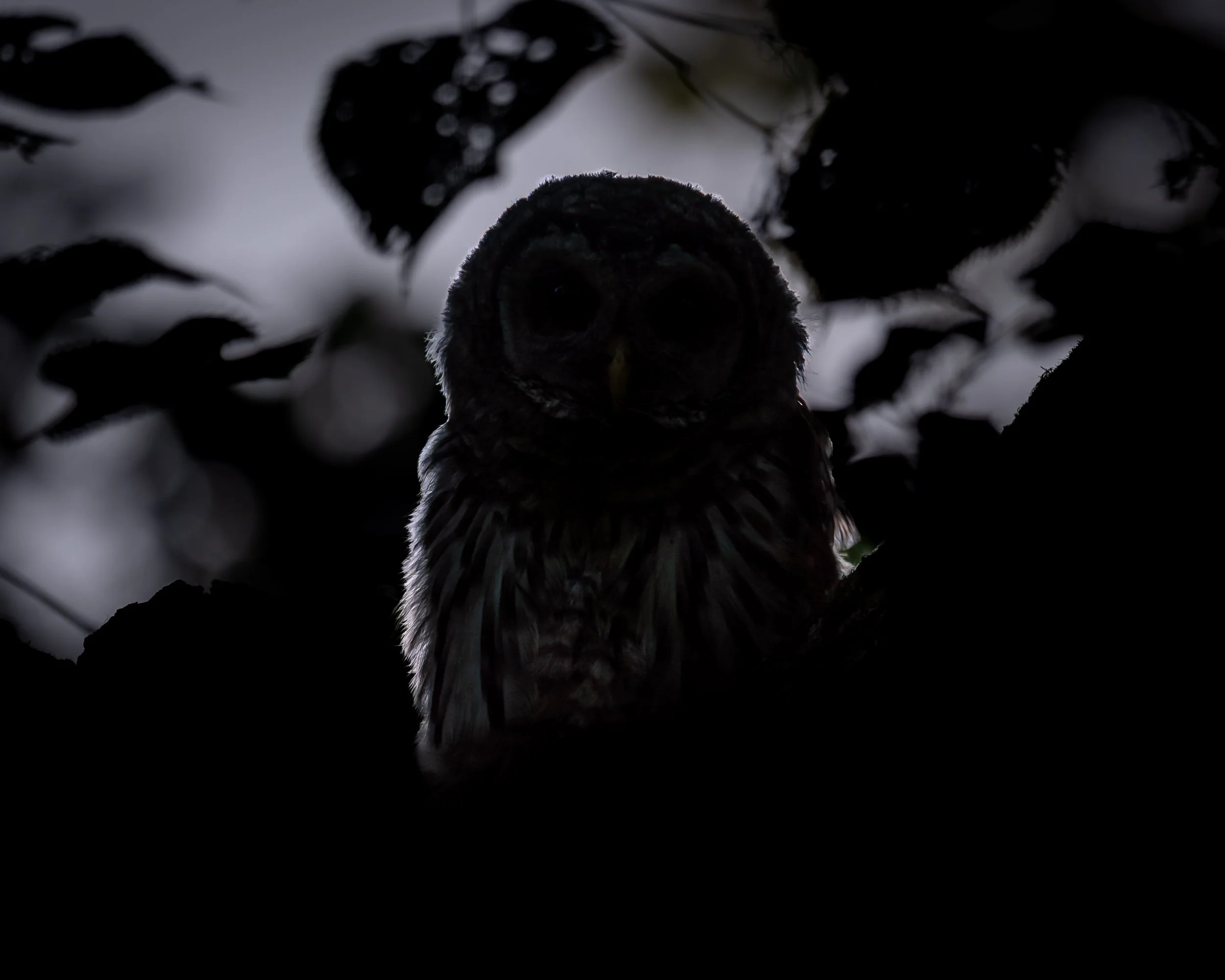 Barred Owl (juvenile)