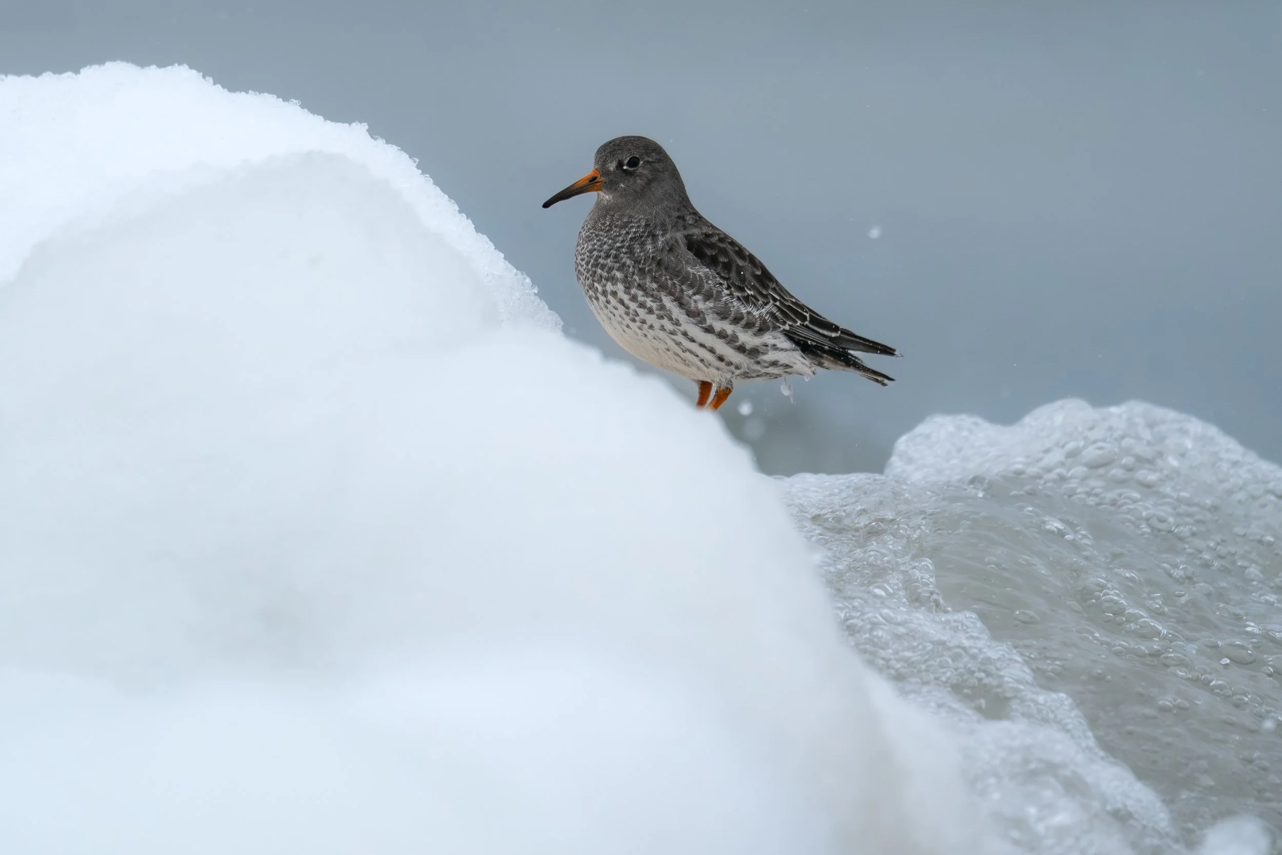 Purple Sandpiper