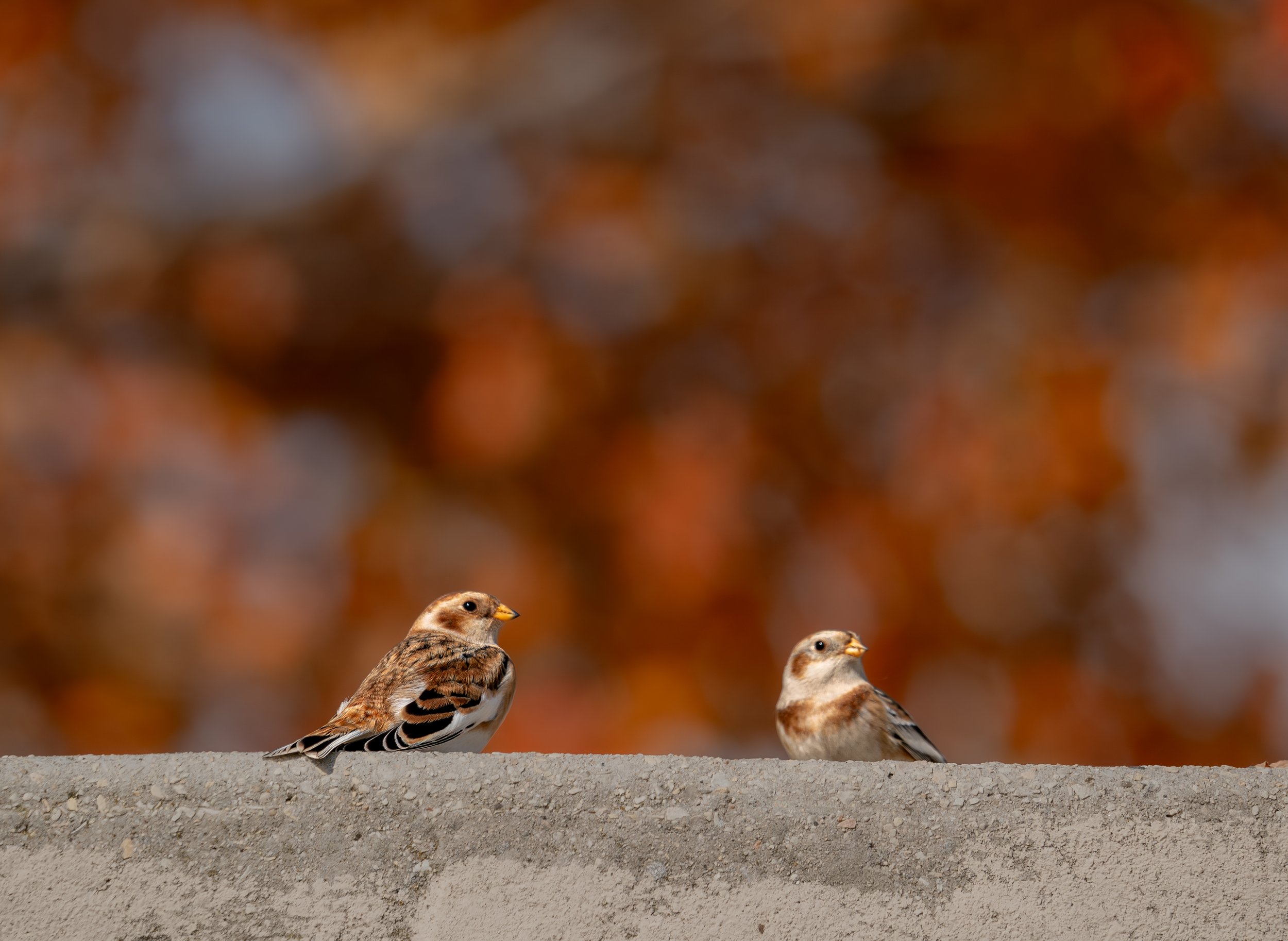 Snow Buntings