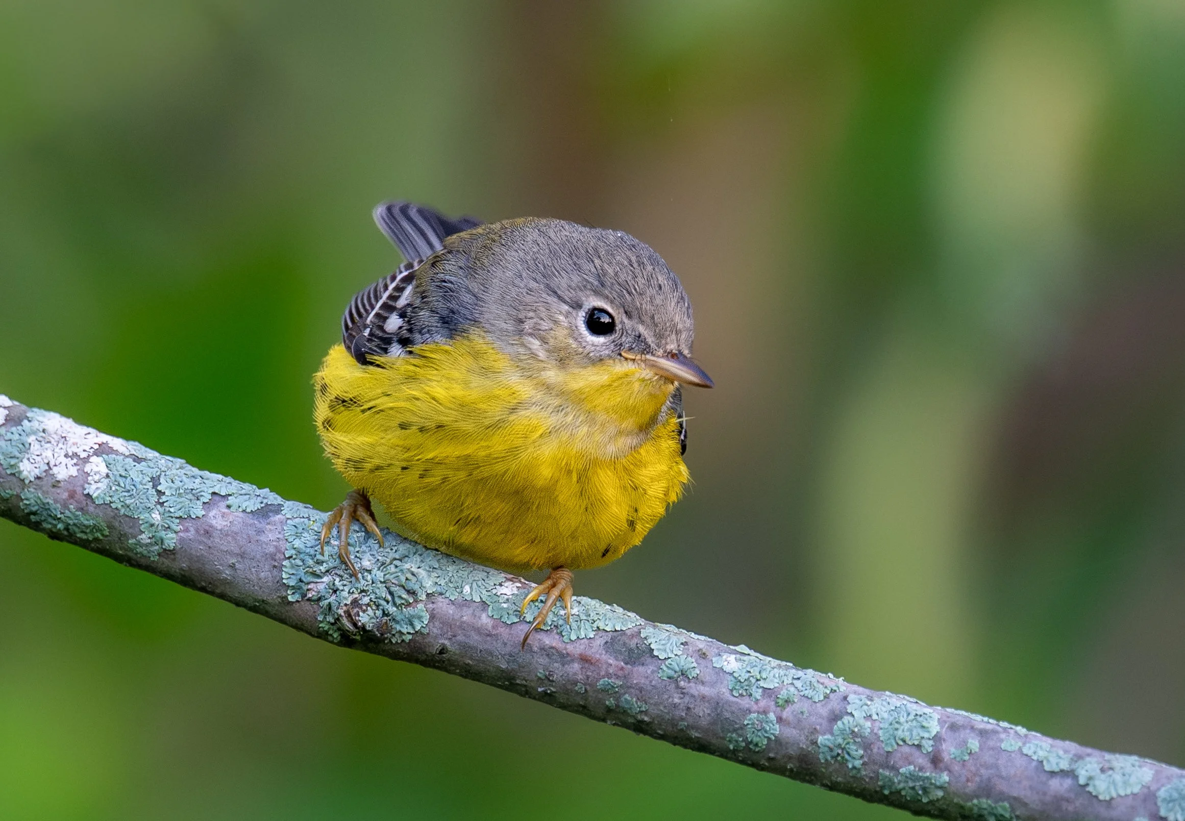 Magnolia Warbler