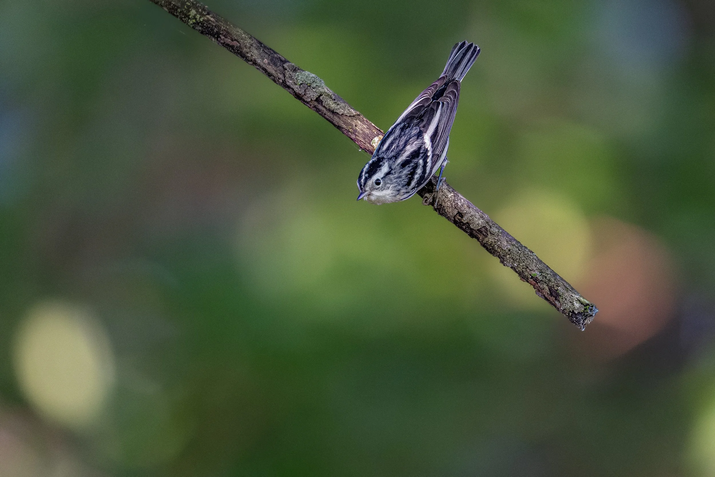 Black-and-White Warbler