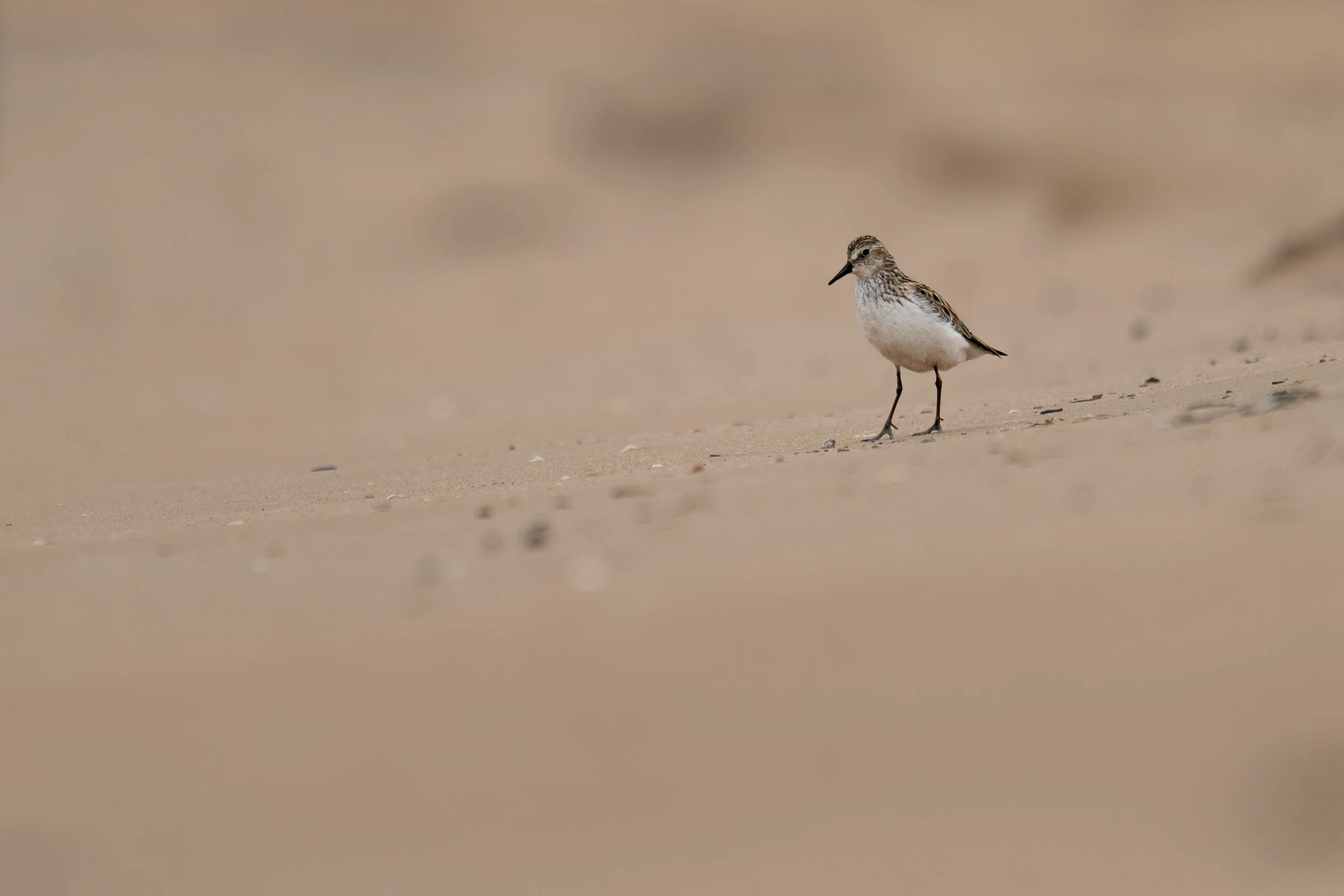 Semipalmated Sandpiper