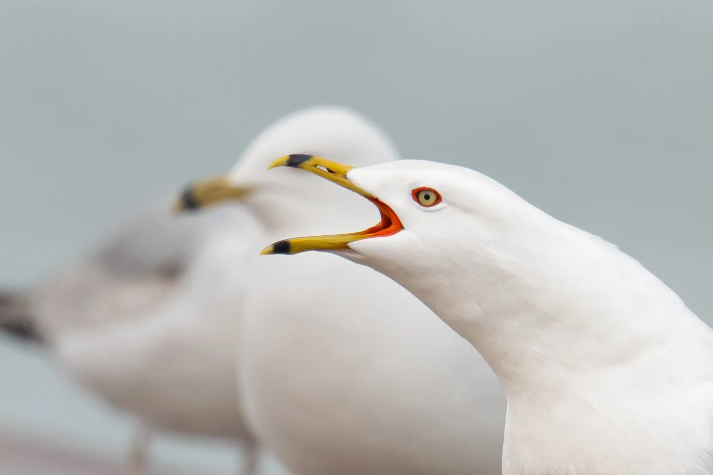 Ring-billed Gulls