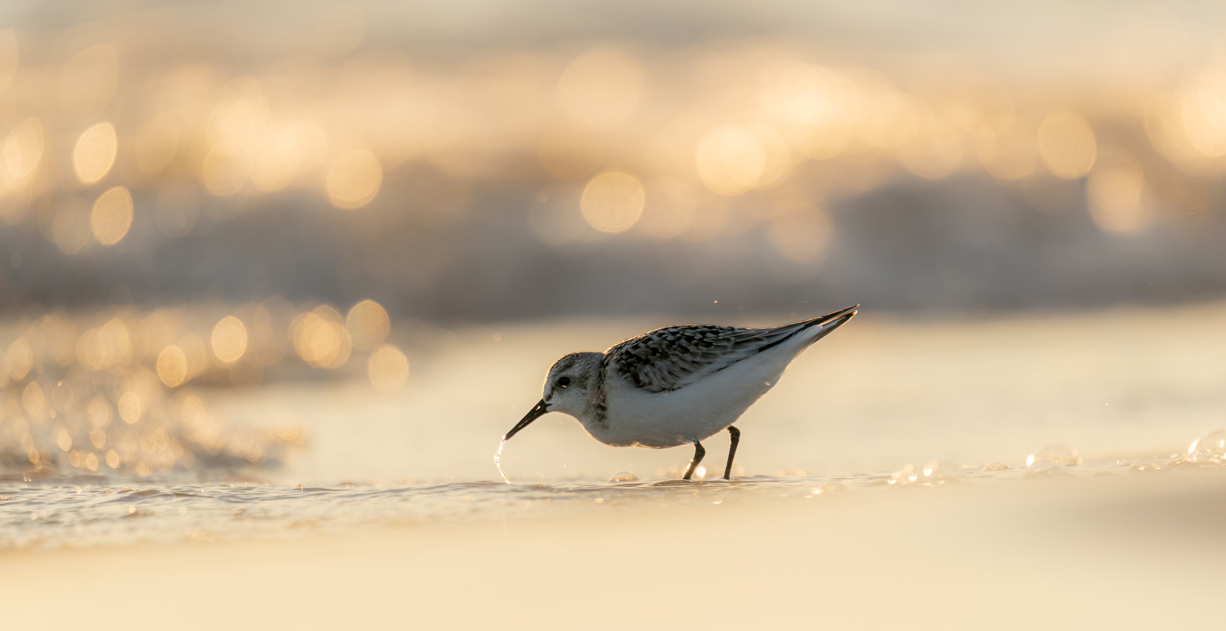 Sanderling