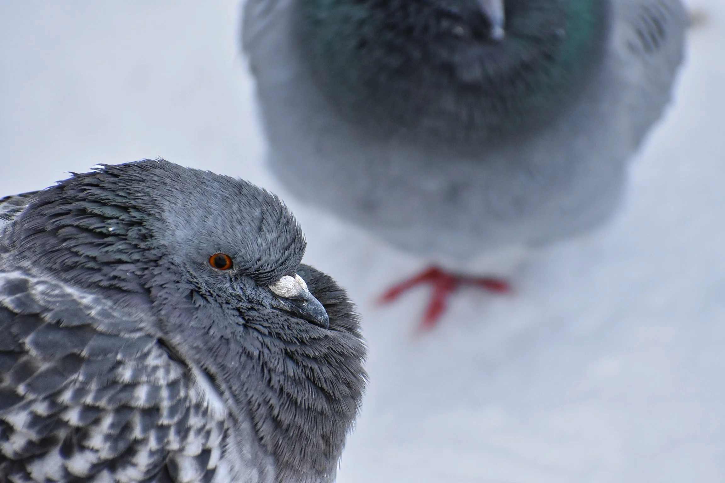 Rock Pigeons