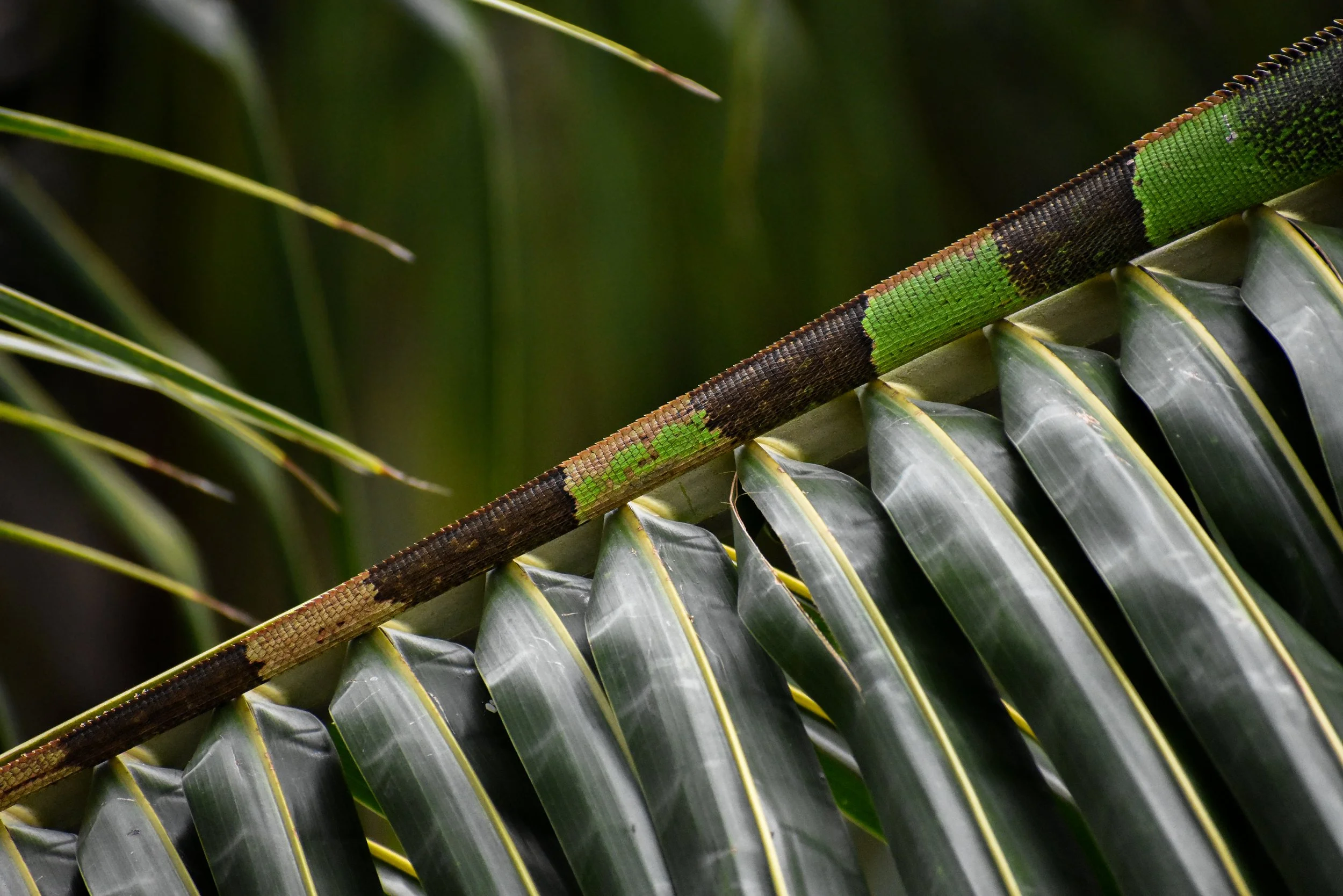 Green Iguana