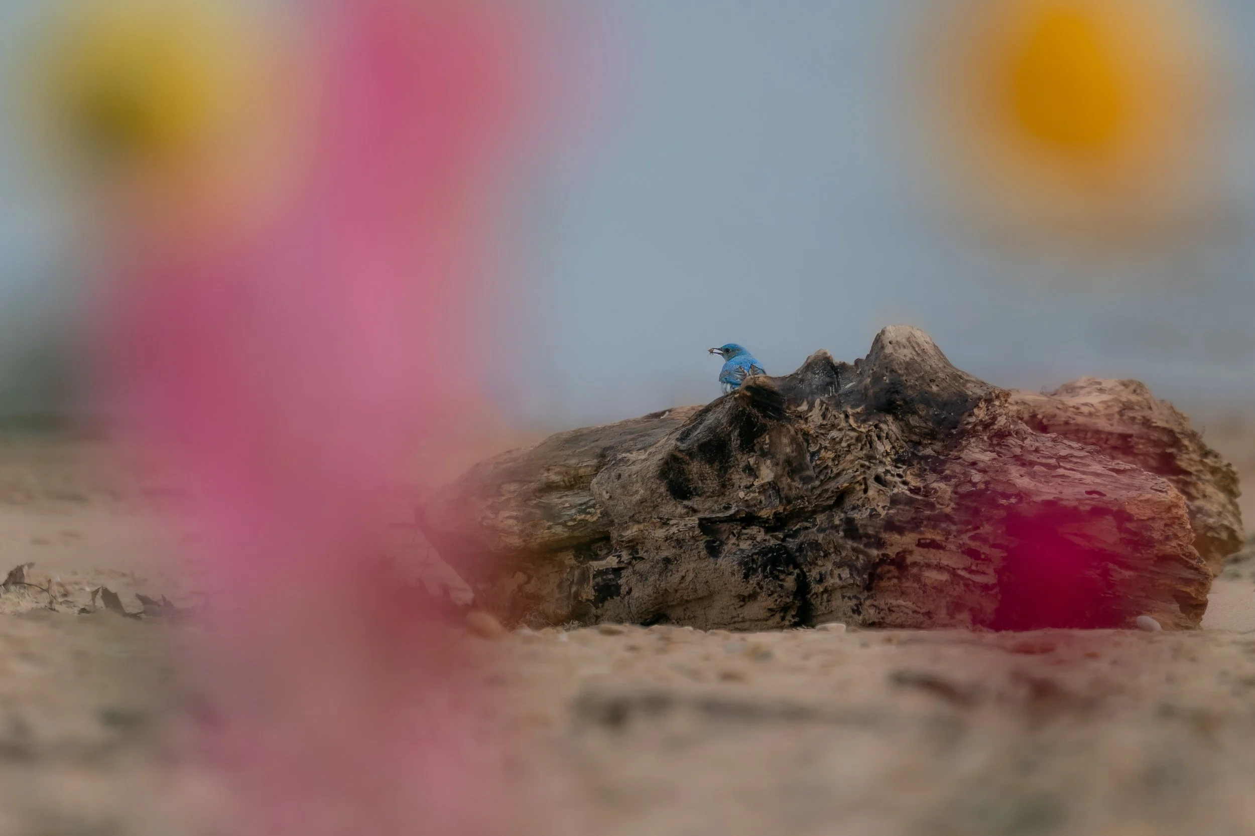 Mountain Bluebird