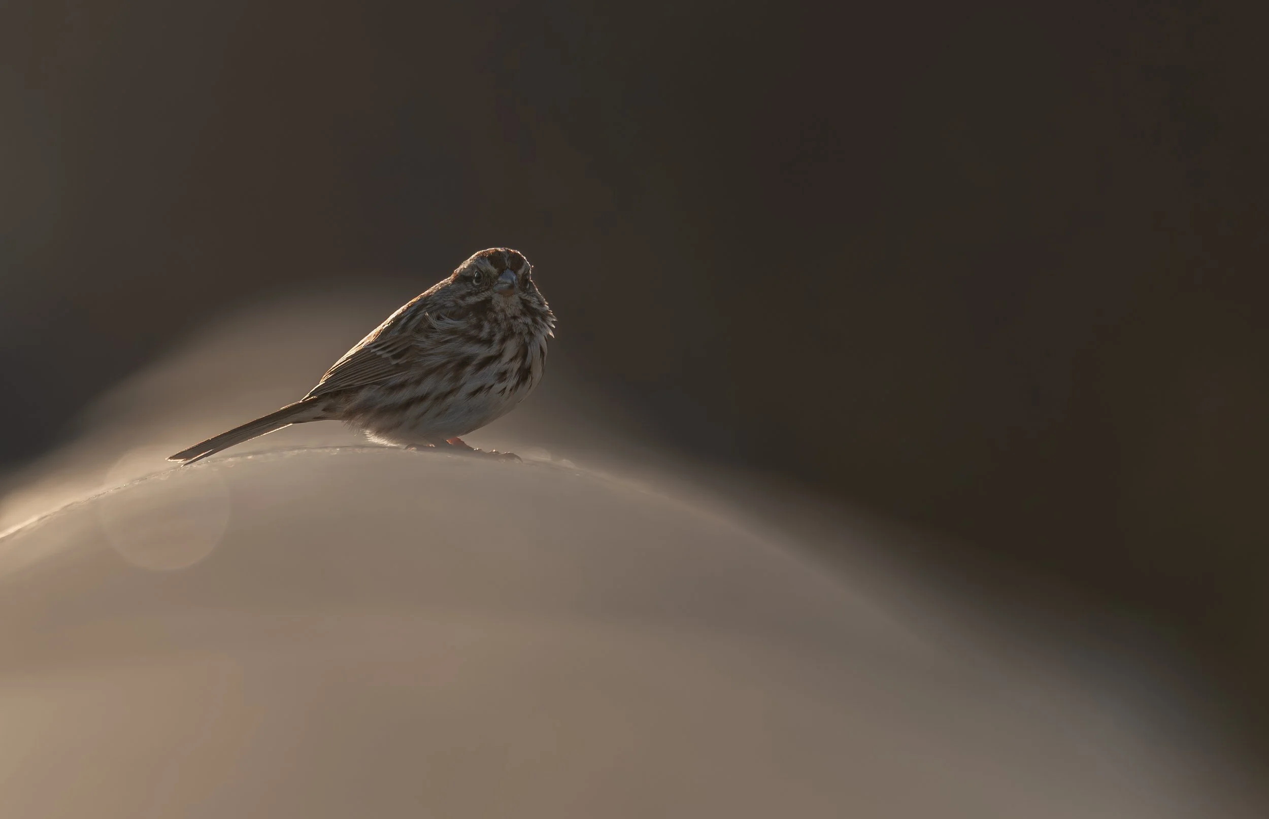 Song Sparrow