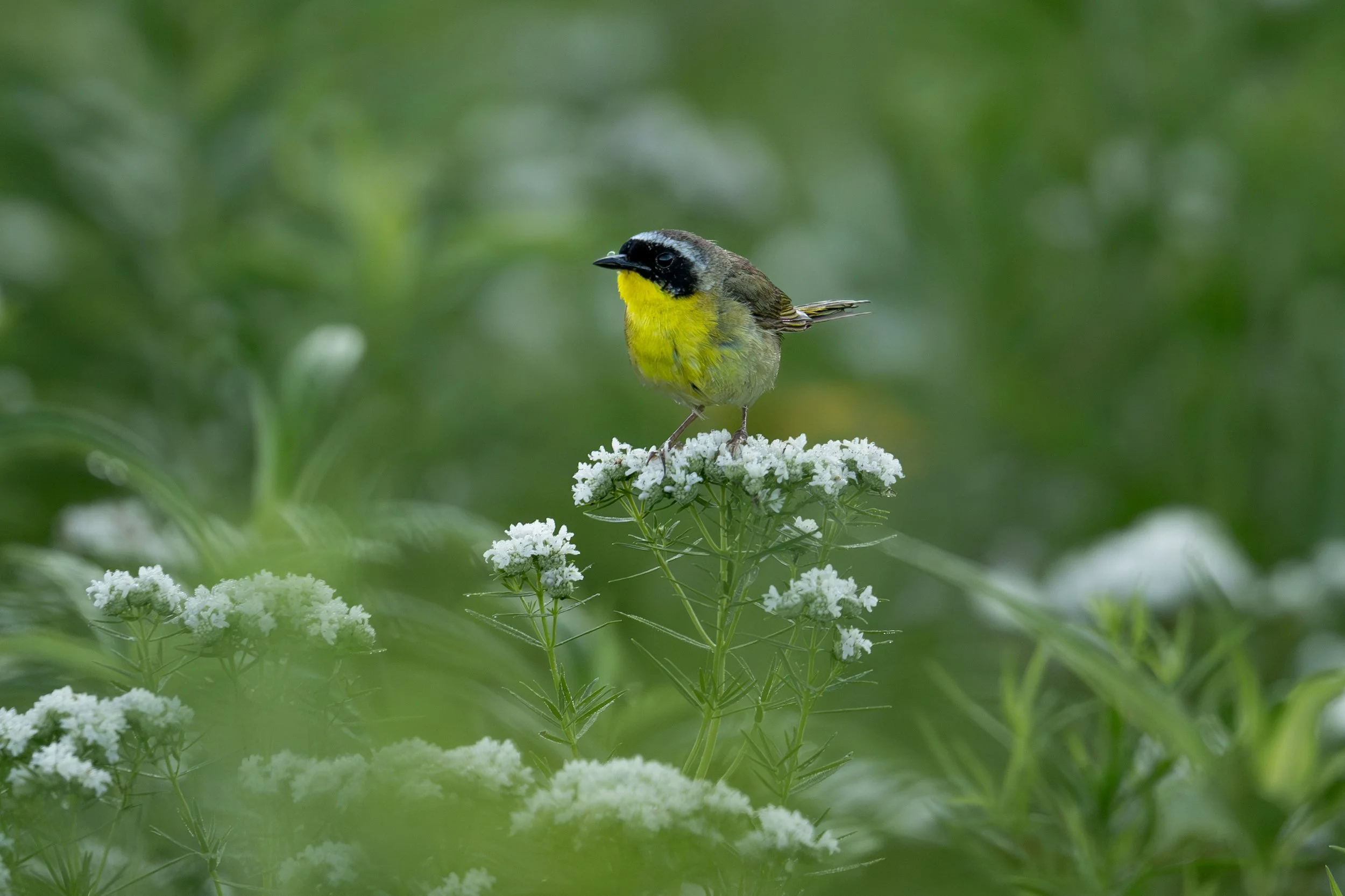 Common Yellowthroat
