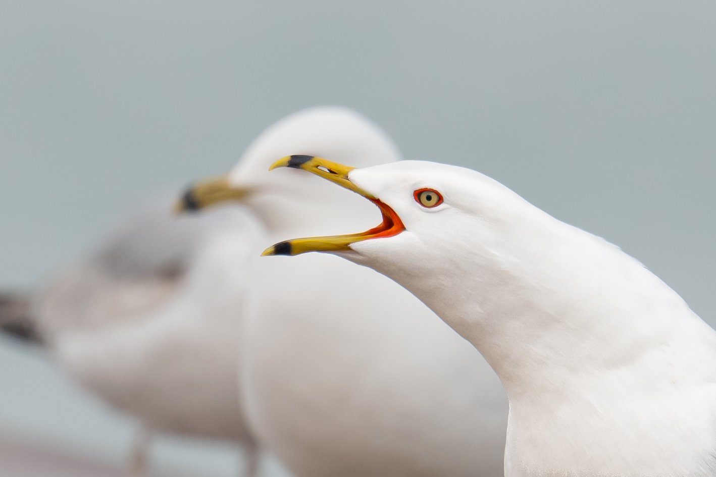Ring-billed Gull