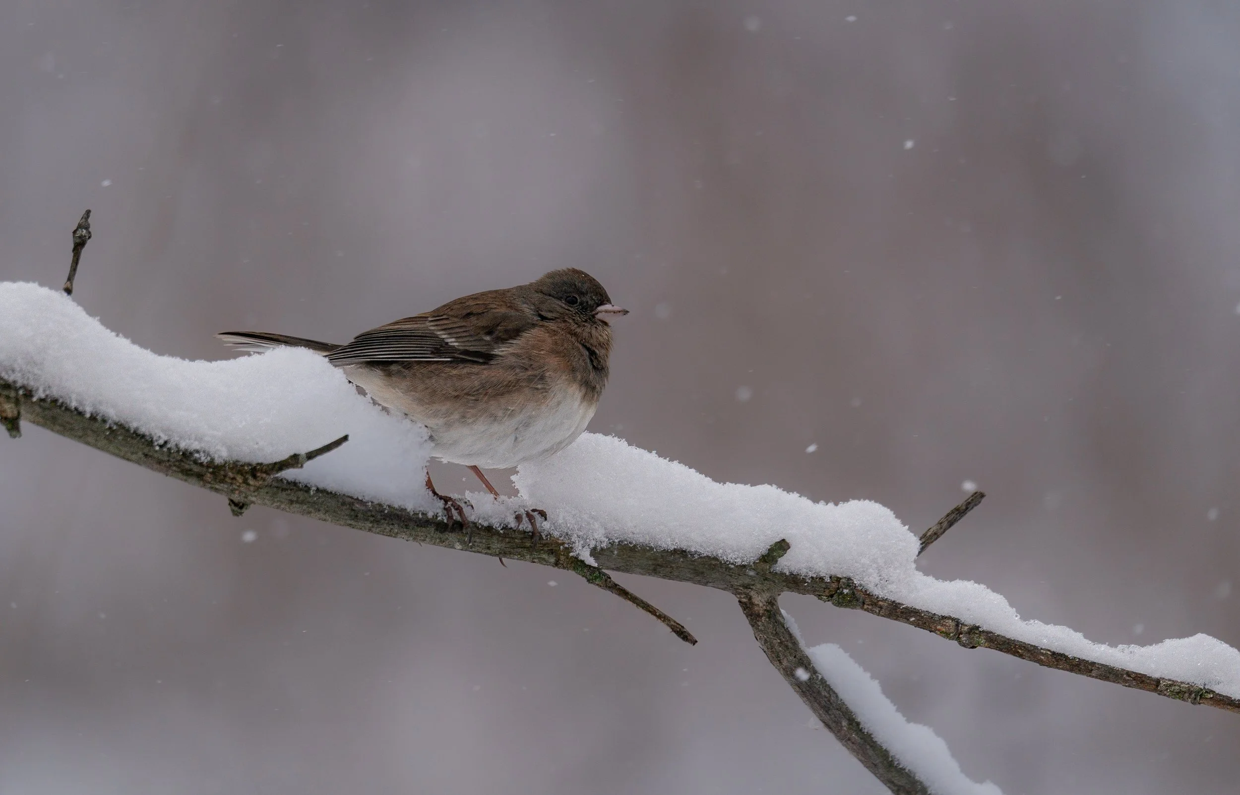 Dark-eyed Junco