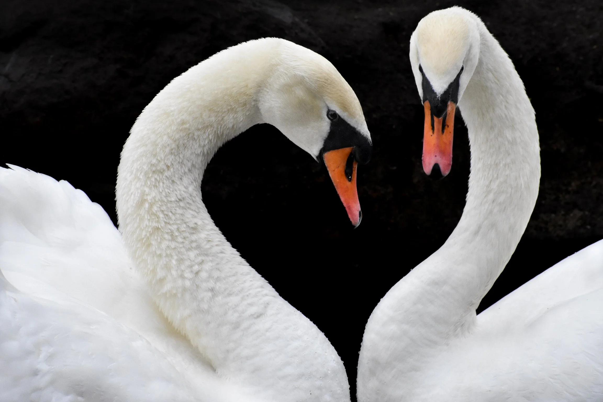Mute Swans