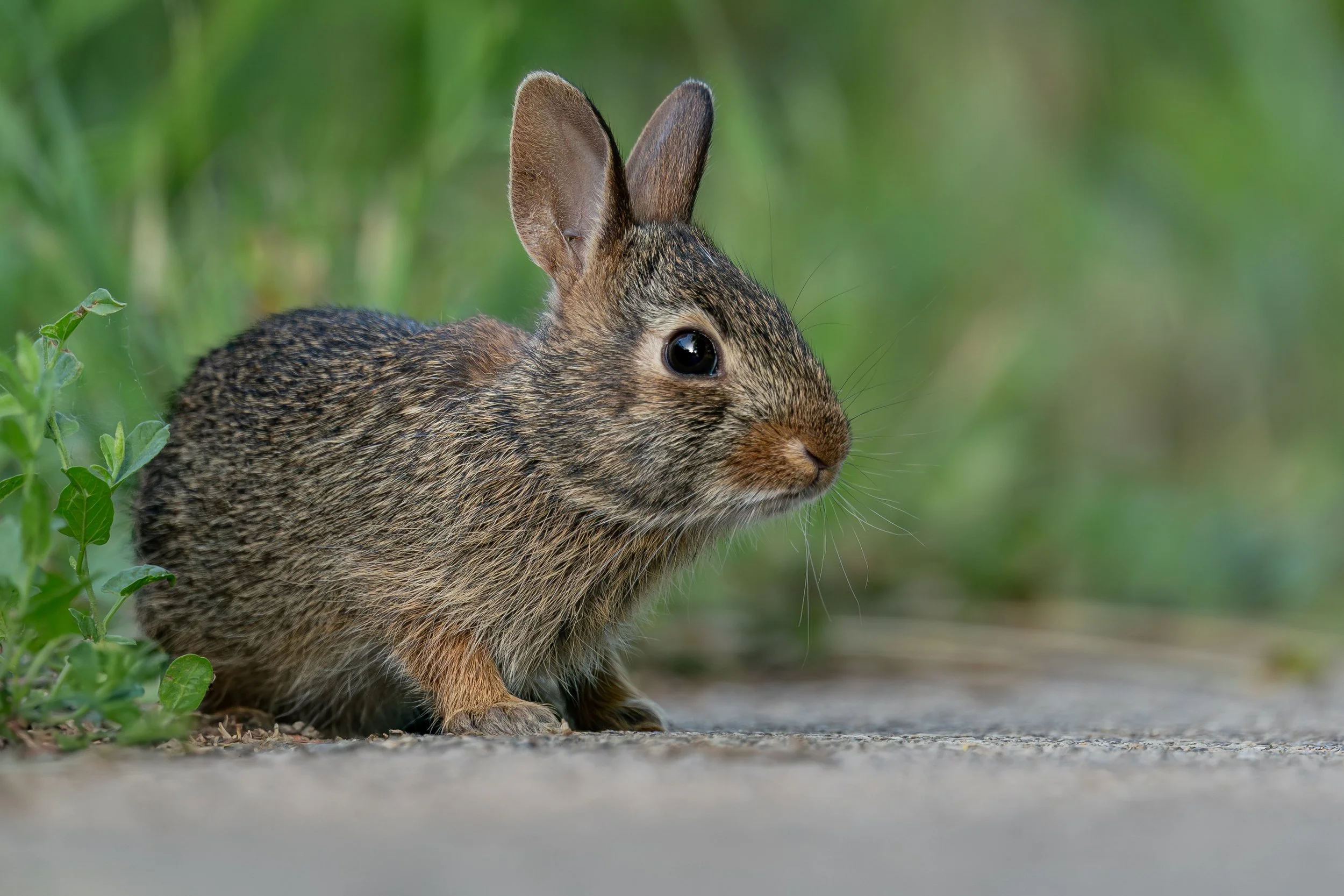 Eastern Cottontail Rabbit
