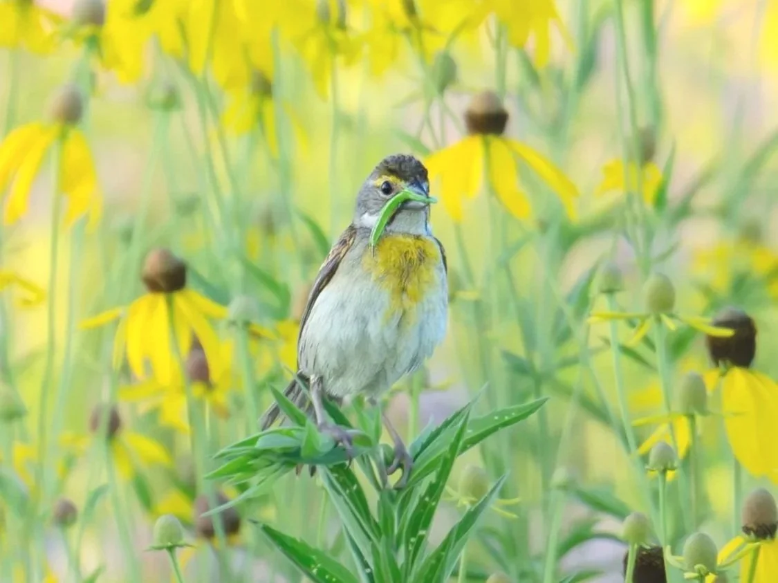 Small bird, Dickcissel, perched on plant with yellow flowers, holding a green bug in its beak.