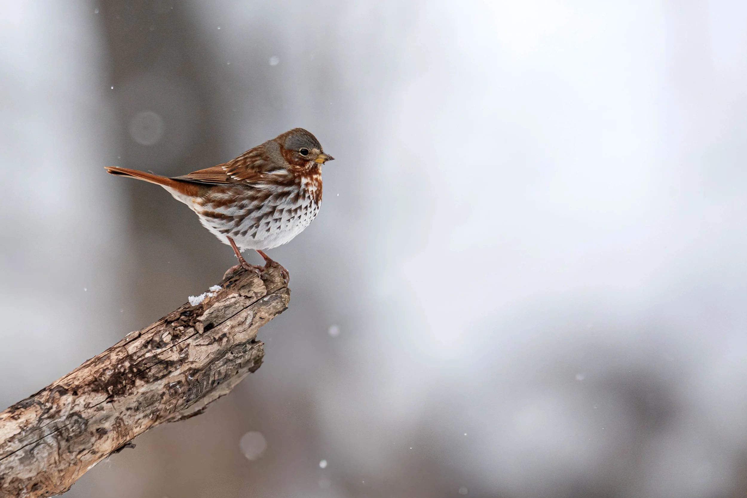 Fox Sparrow