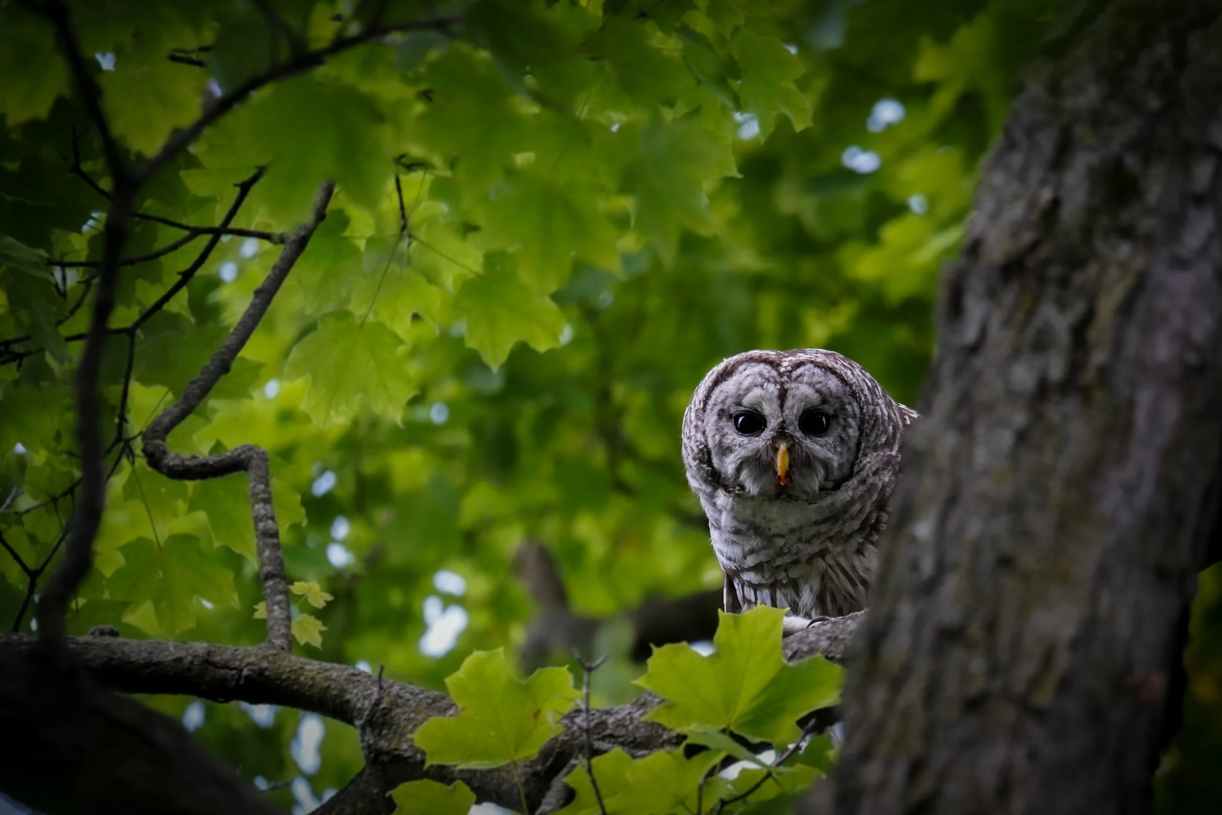 Barred Owl