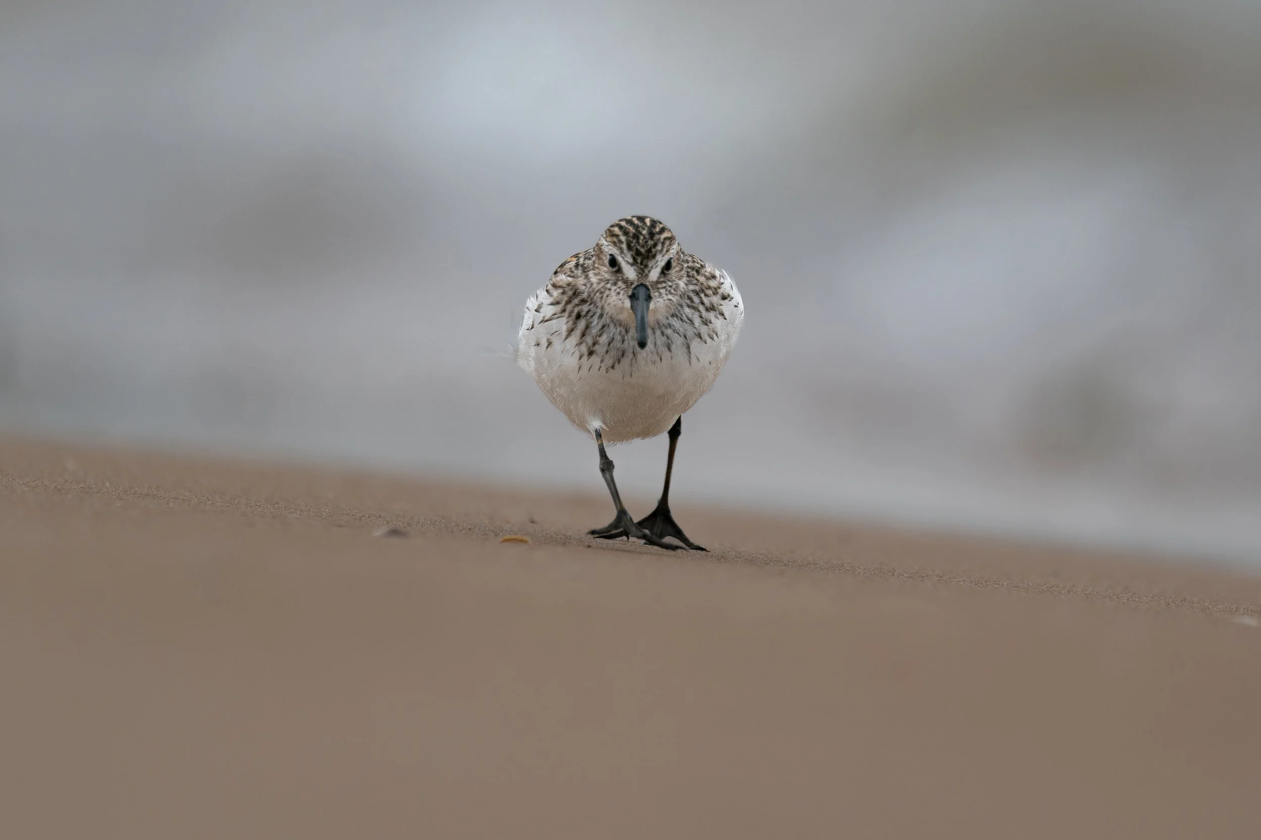 Semipalmated Sandpiper